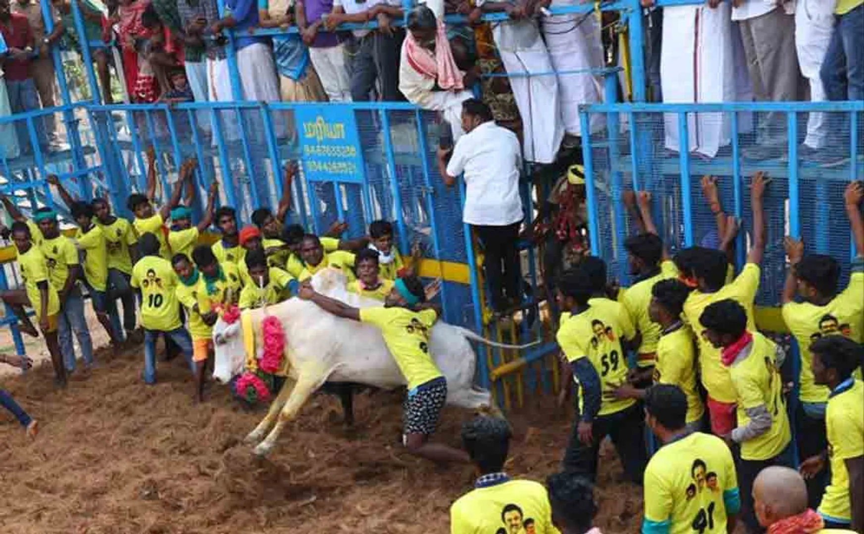 20 injured in Jallikkattu  