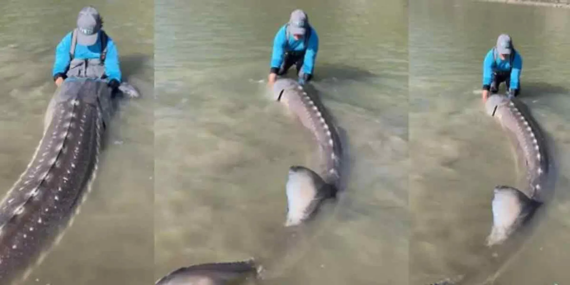 Caught dinosaur fish ... viral video!