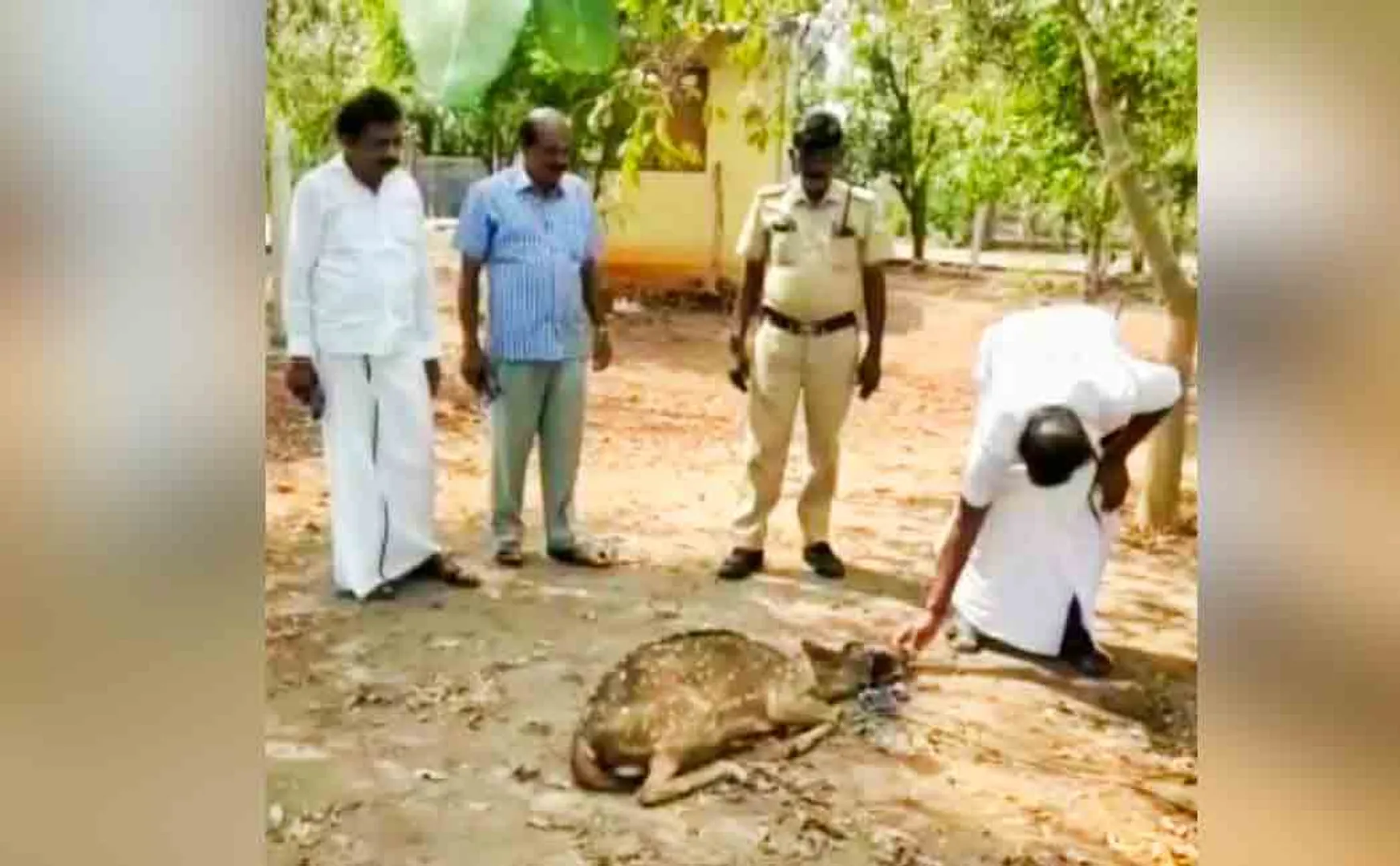 Deer who came in search of water!