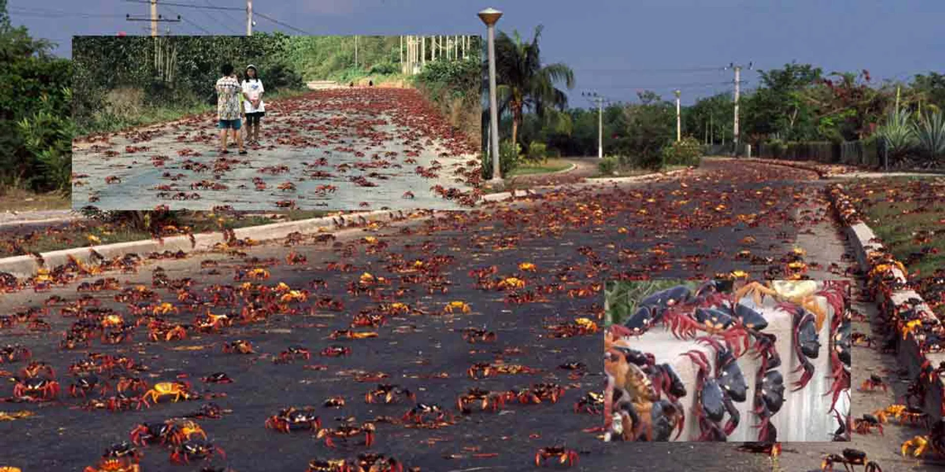 Thousands of invading crabs ... shocking photos