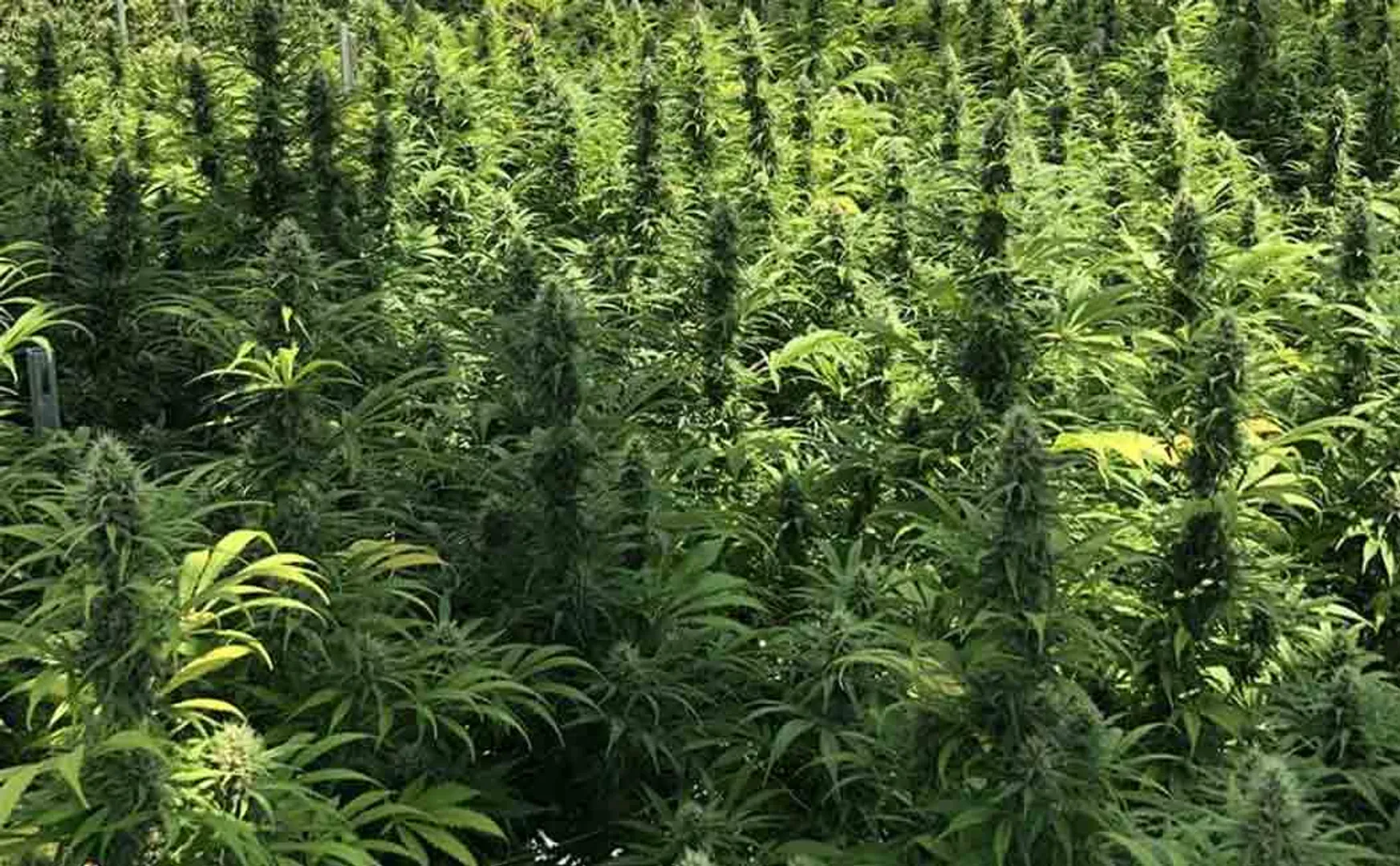 Cannabis taken by train two arrested in viluppuram 
