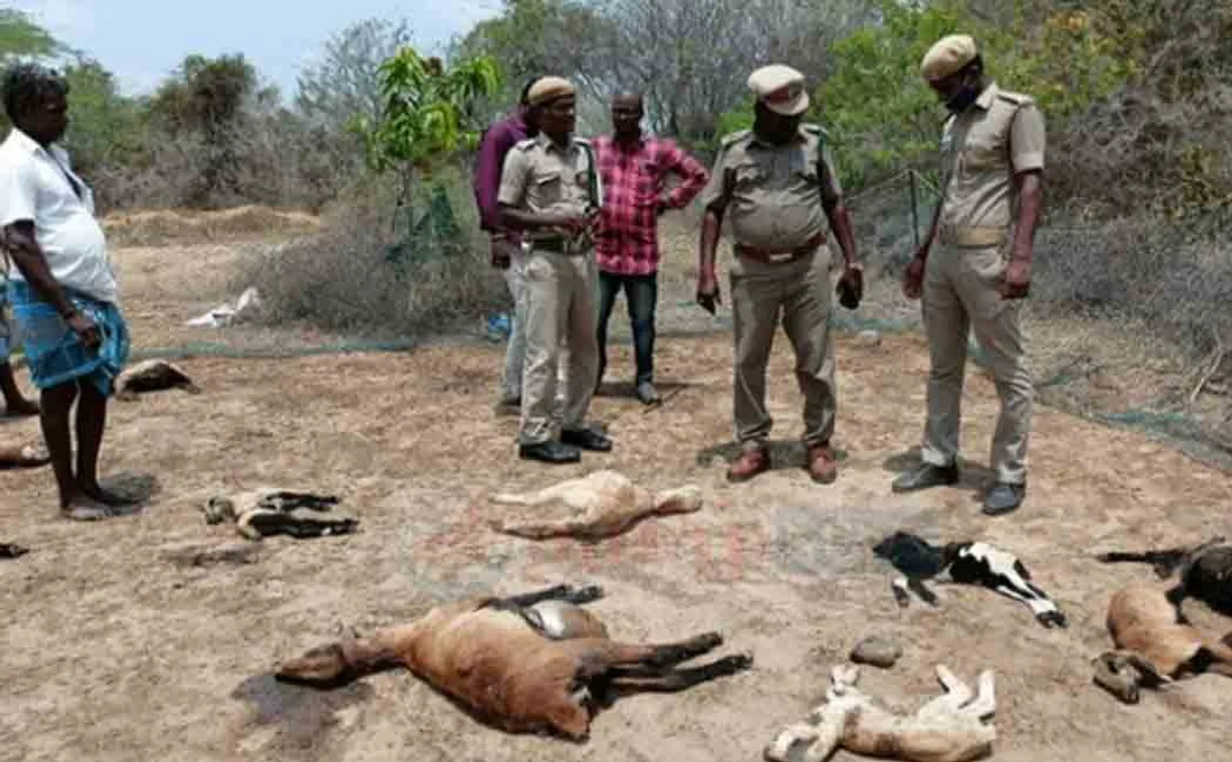 Goats victimized by mysterious animal attack!