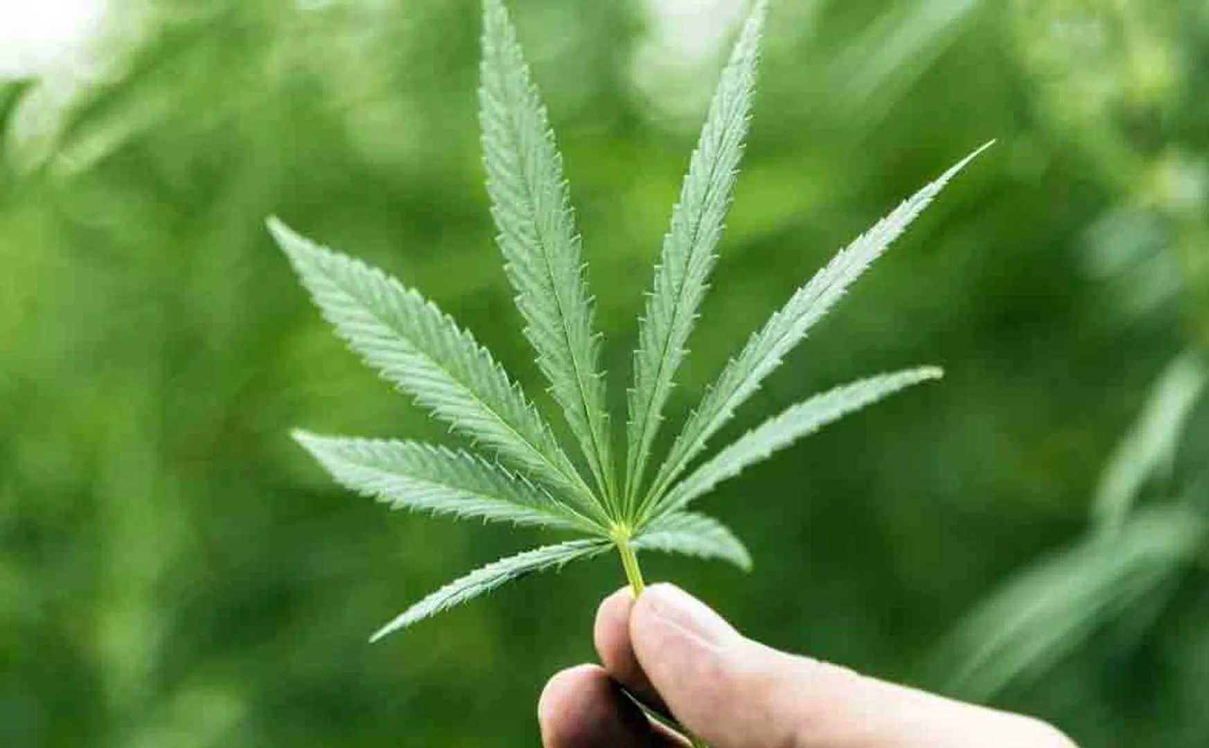 Man arrested for selling cannabis