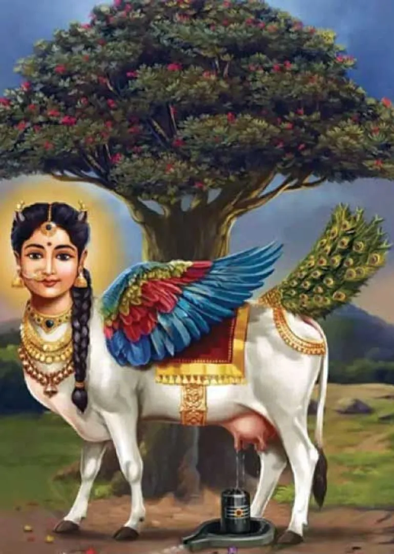 /idhalgal/balajothidam/barn-gives-luxury-navamani-shanmugavelu