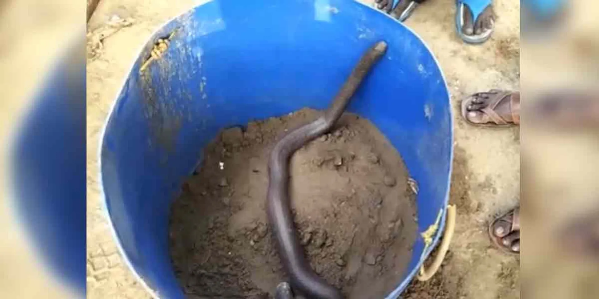 Snake abduction ... Two arrested!