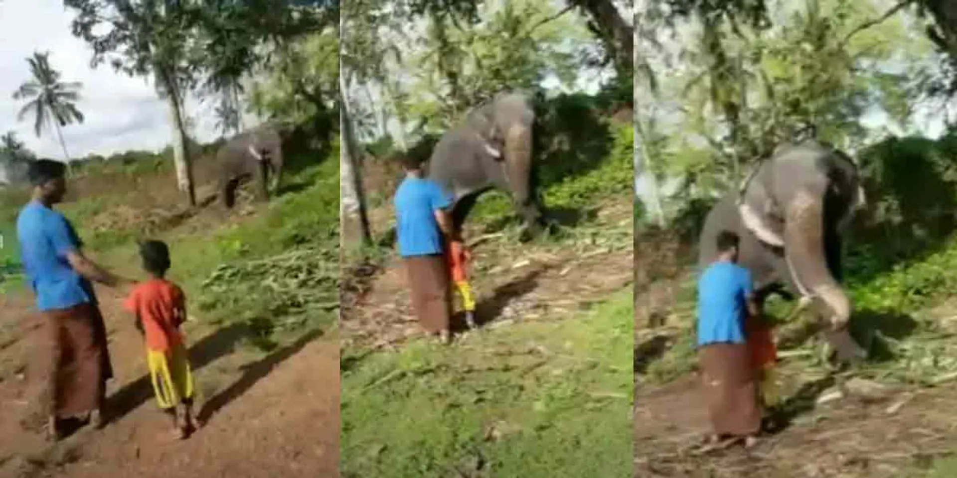 The elephant who pulled the boy by the trunk ... the video goes viral!