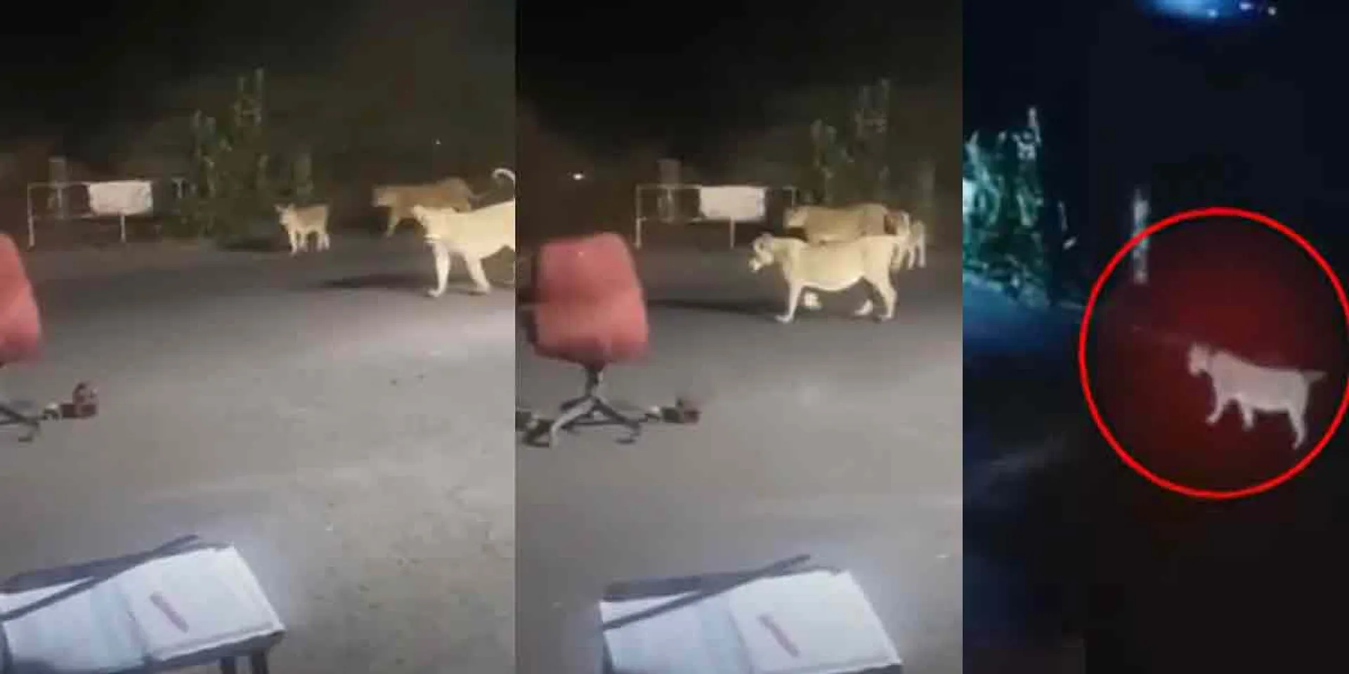 5 lions suddenly invade ... viral video!