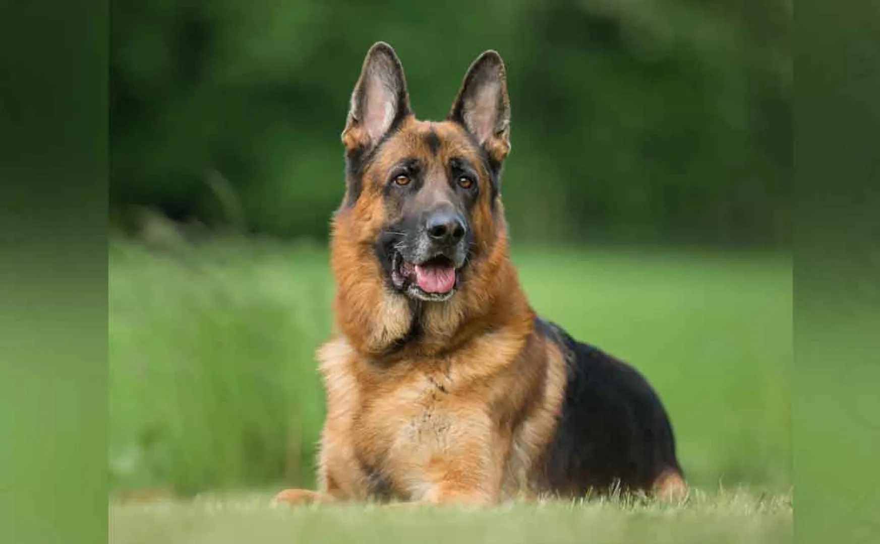 pet dog passed away in accident Police investigation on 2 persons !!