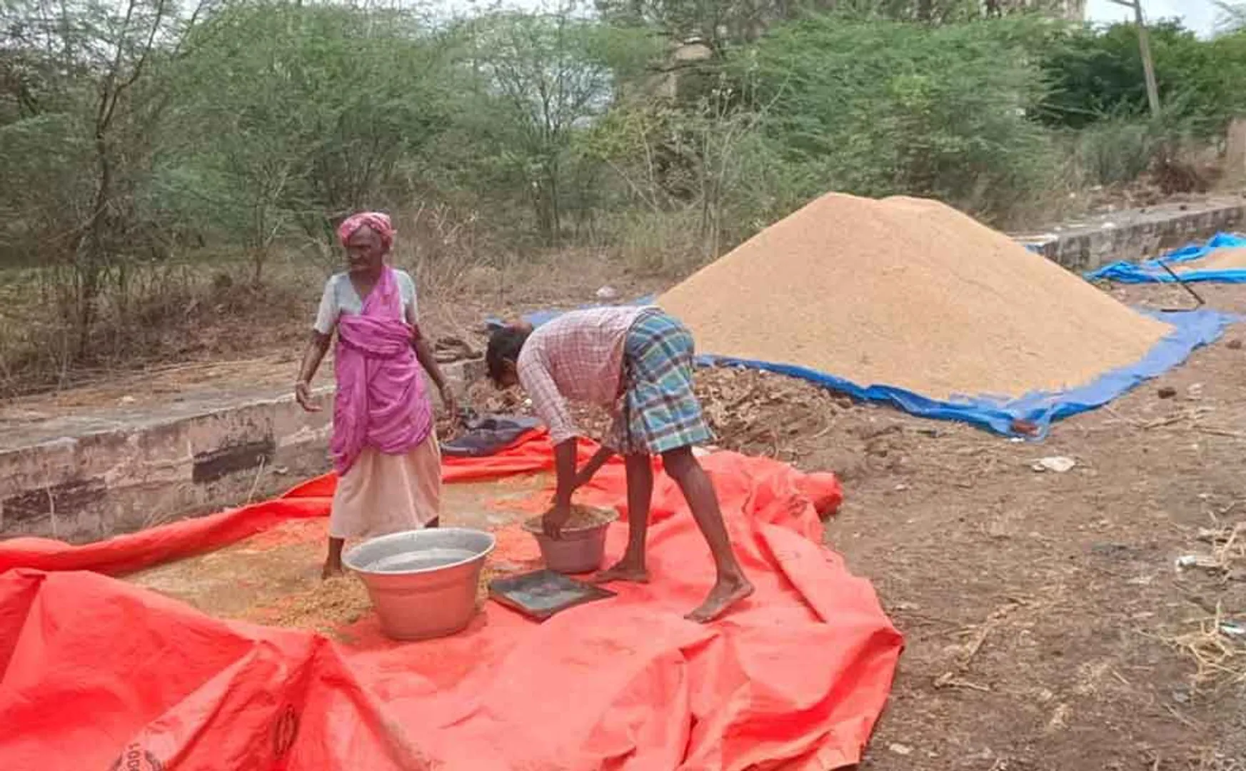 Thousands of paddy bundles damaged at heavy rains
