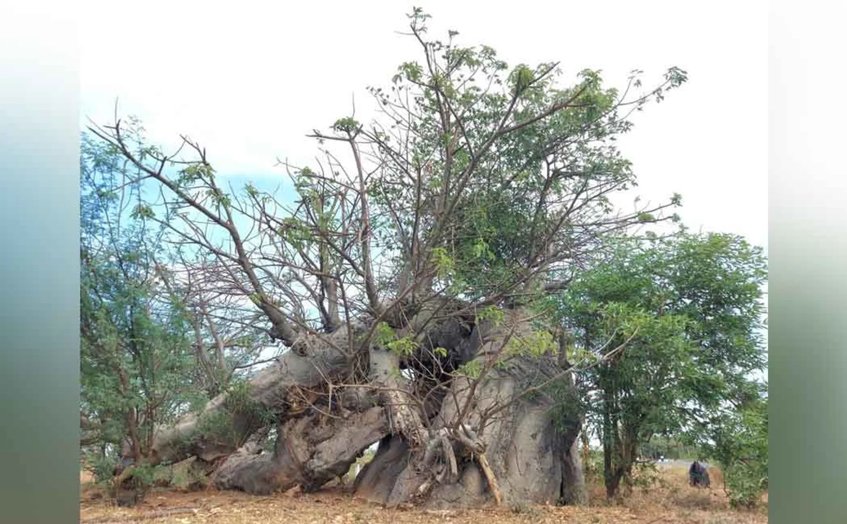 Africa root; Thousands of years old Ponthanpuli tree growing in Tamil Nadu!