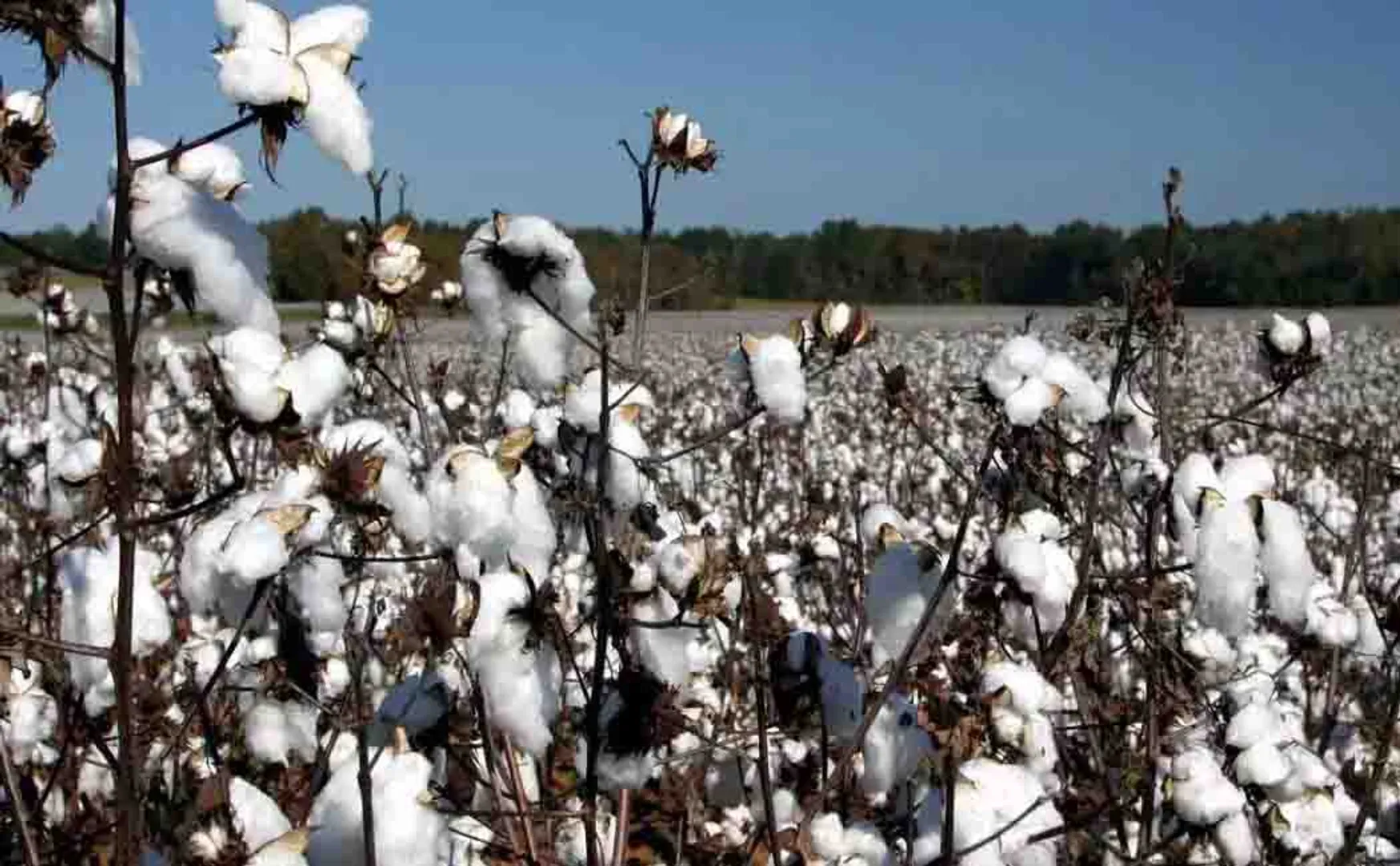Complete abolition of customs duty on cotton imports!