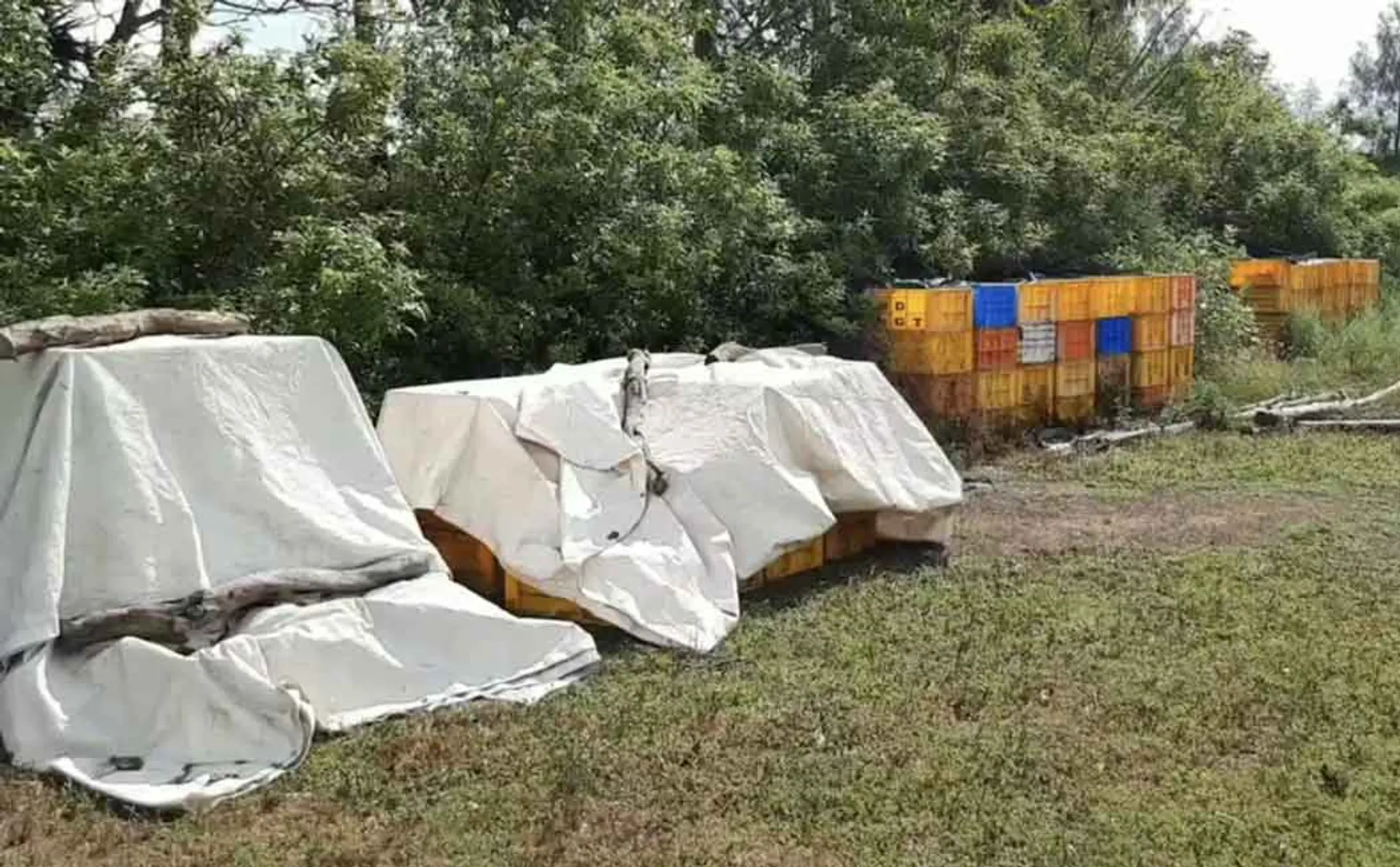 Magical confiscated smuggled object from the Forest Department!