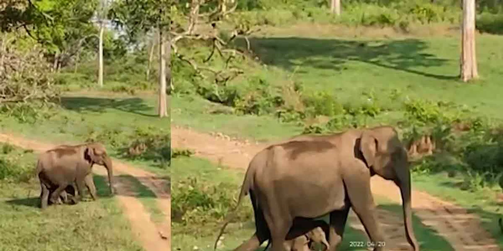 Wonderful elephant cubs walking in the shade of love!