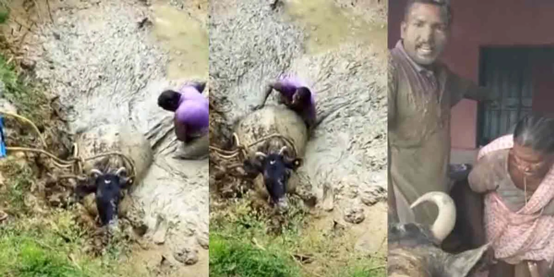 The farmer who did justice with the cow stuck in the mud!