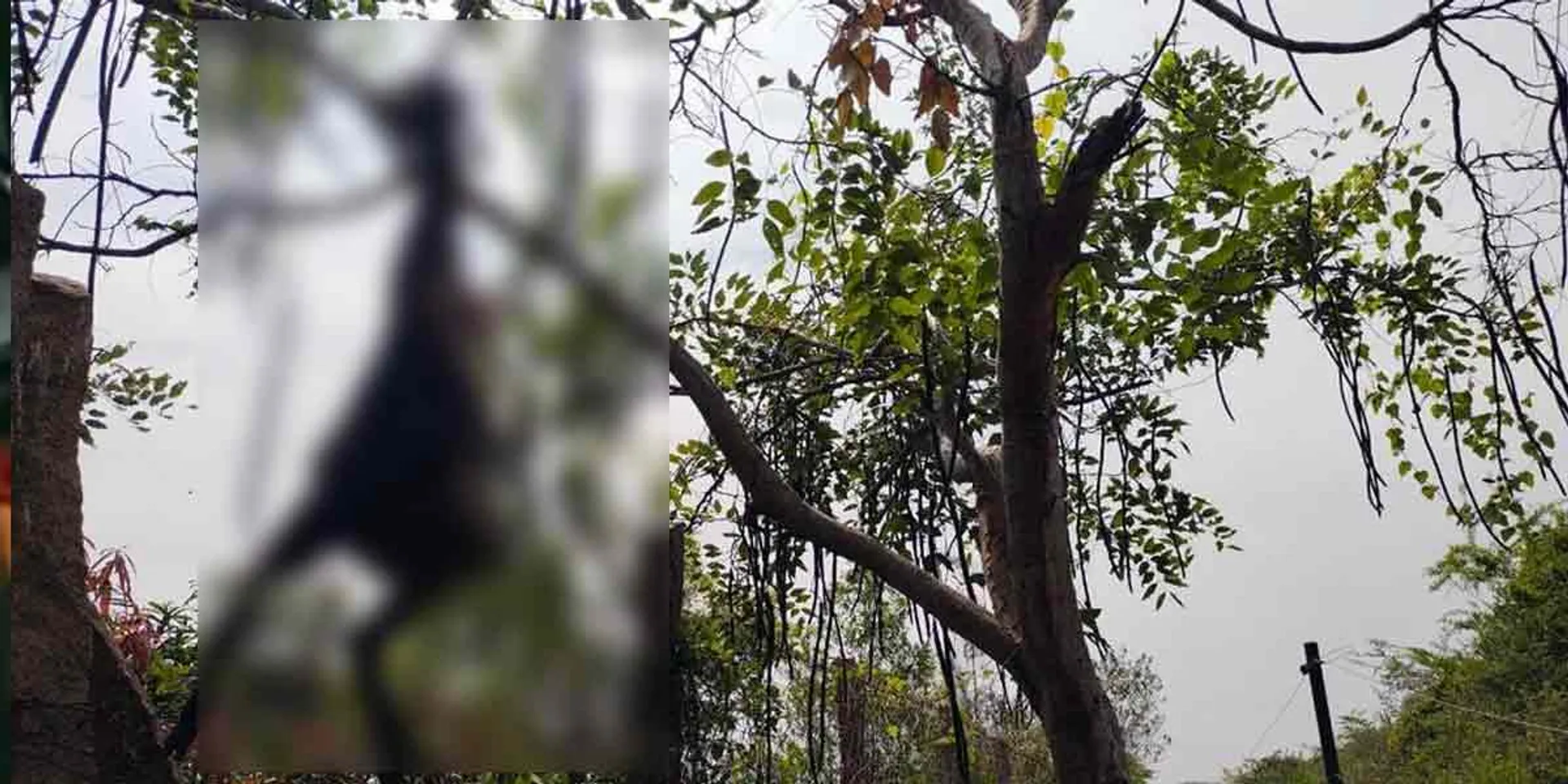  Leopard's aggression .... Forest people in fear!