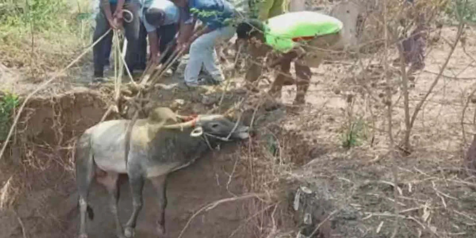  The bull that fell in the well ... The unfortunate thing that happened at the bullfighting festival!