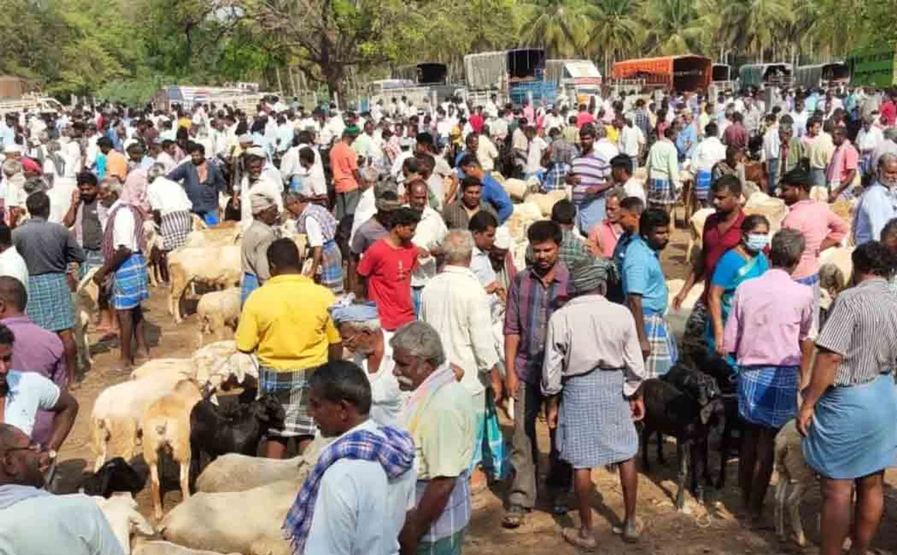 Echoes of Ramadan: Kundarappally market with weeds; Goats for sale for Rs 10 crore in one day!
