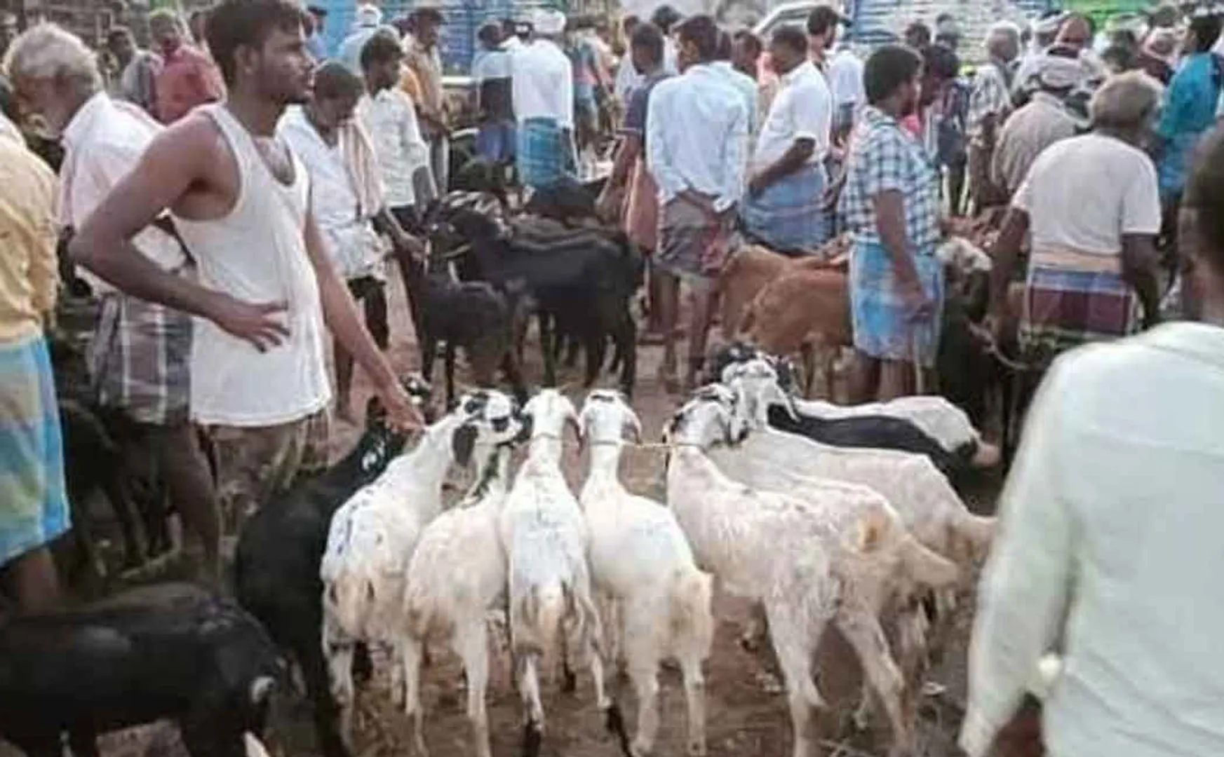 Goats sold for Rs. 10 crores!