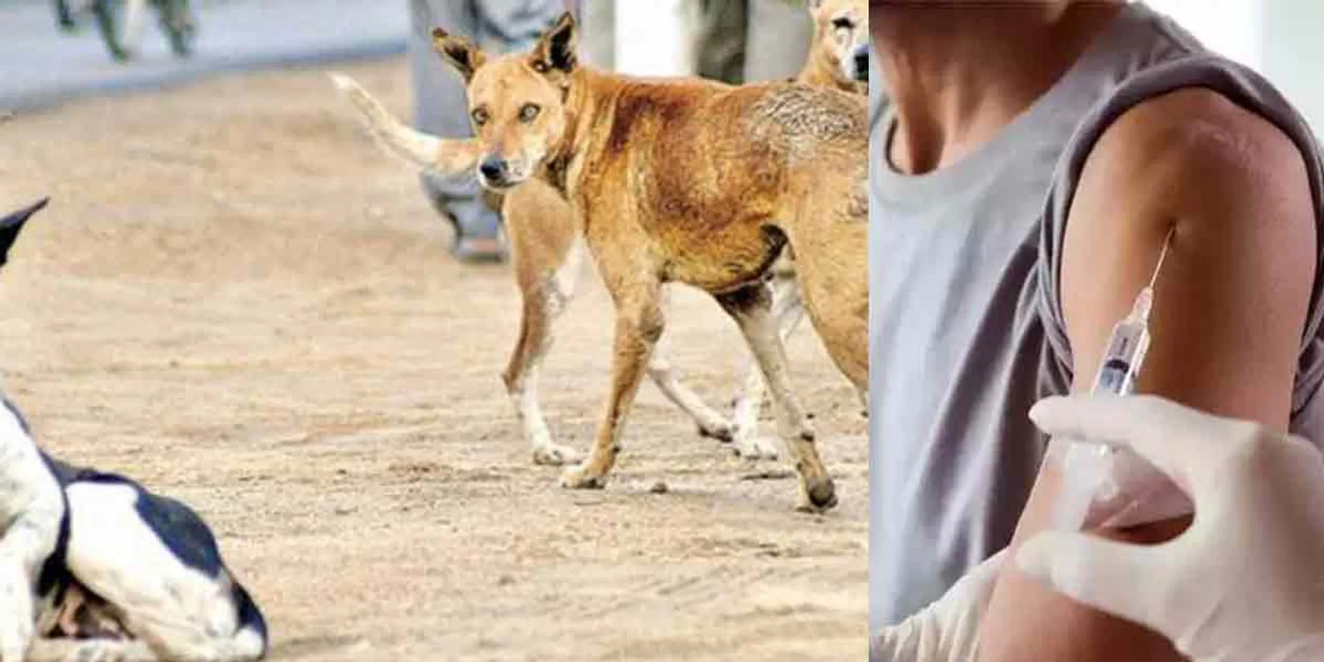  Rabies vaccine instead of corona vaccine ... shocking incident!