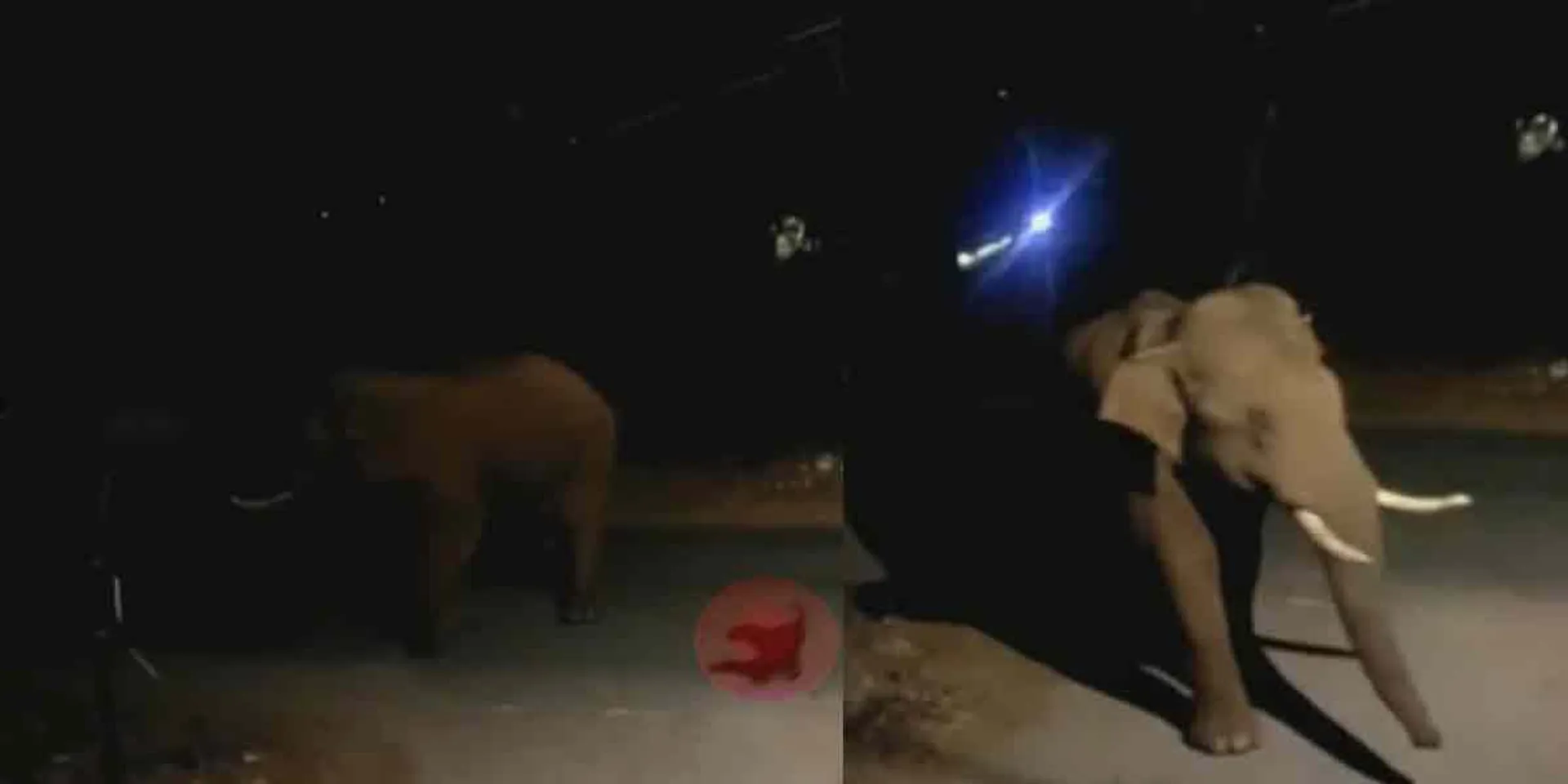 '' The Bahupali elephant who came back ... the puppy who tried to chase him away!