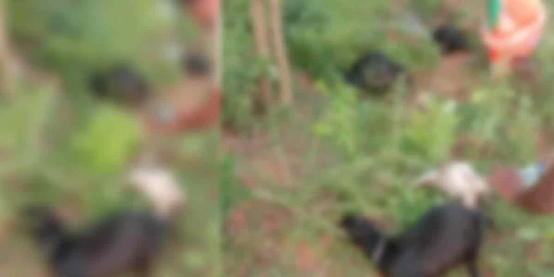 person who poisoned to  7 sheep that went for grazing... police investigation