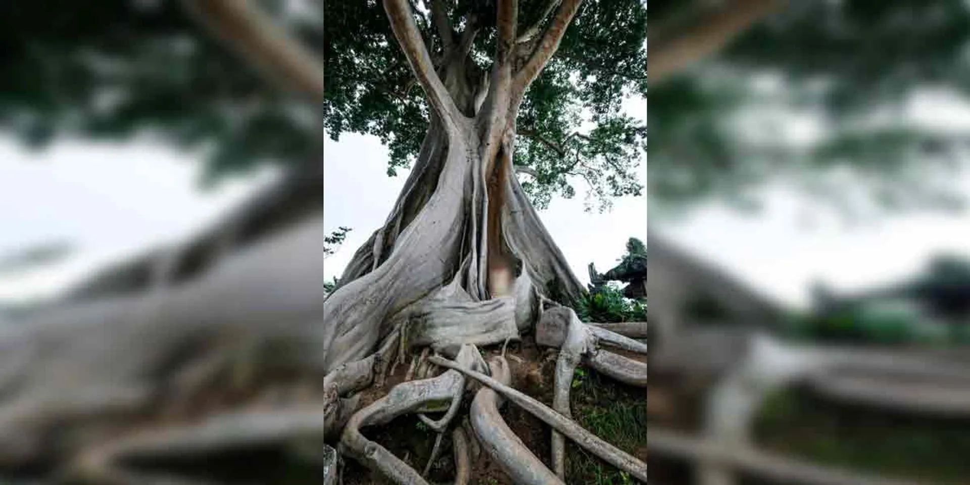 Photo taken in front of the temple tree ... Model in controversy