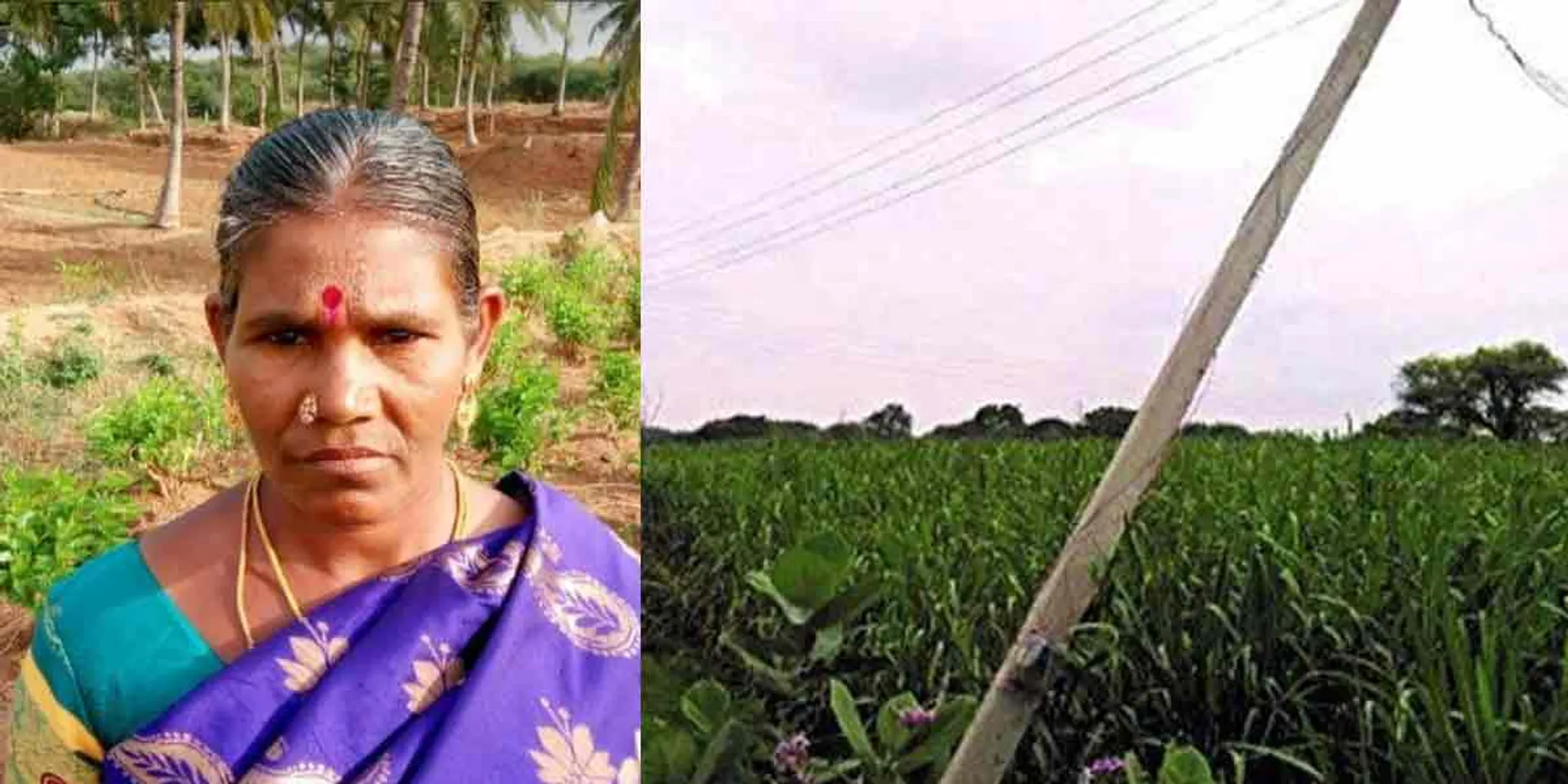 Power cut and fall Incident .... Mother who went to harvest lost her life!