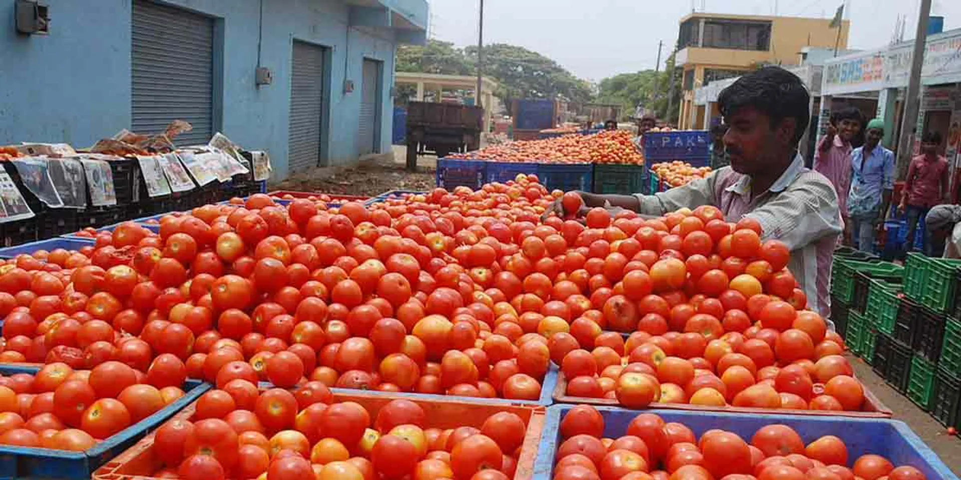  Tomato price touches 100!