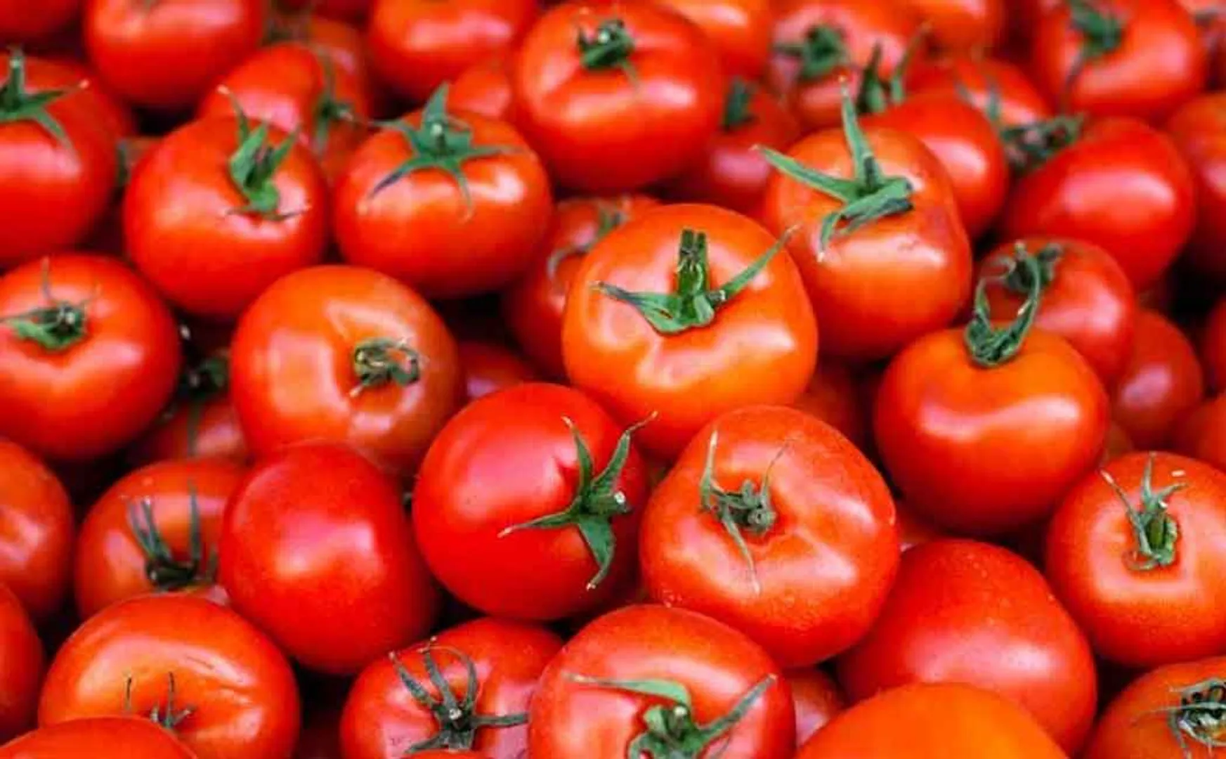 high  tomato price 