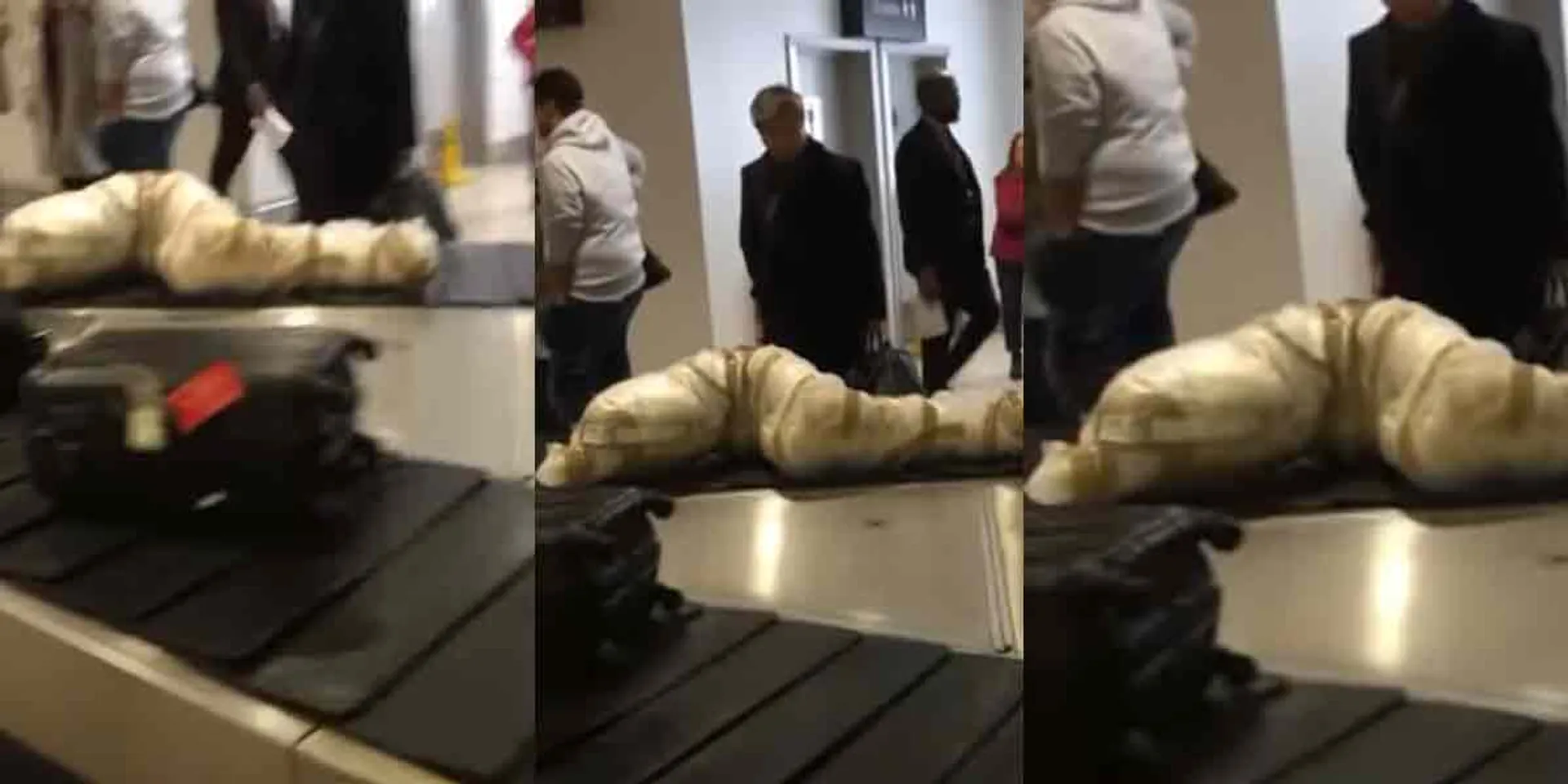 Did the body arrive on the airport conveyor? Incident that frightened the passengers!