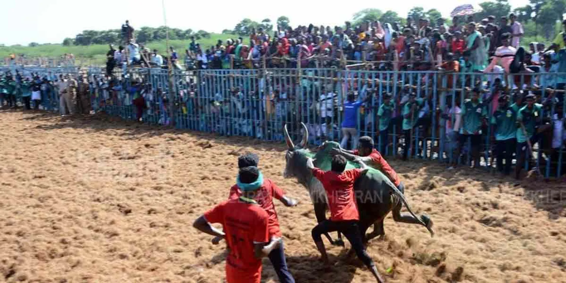  Jallikattu after 2 years due to corona environment!
