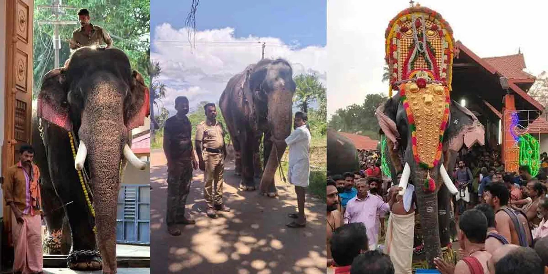 Penalty for possession of undocumented elephant ... Forest Department Action!