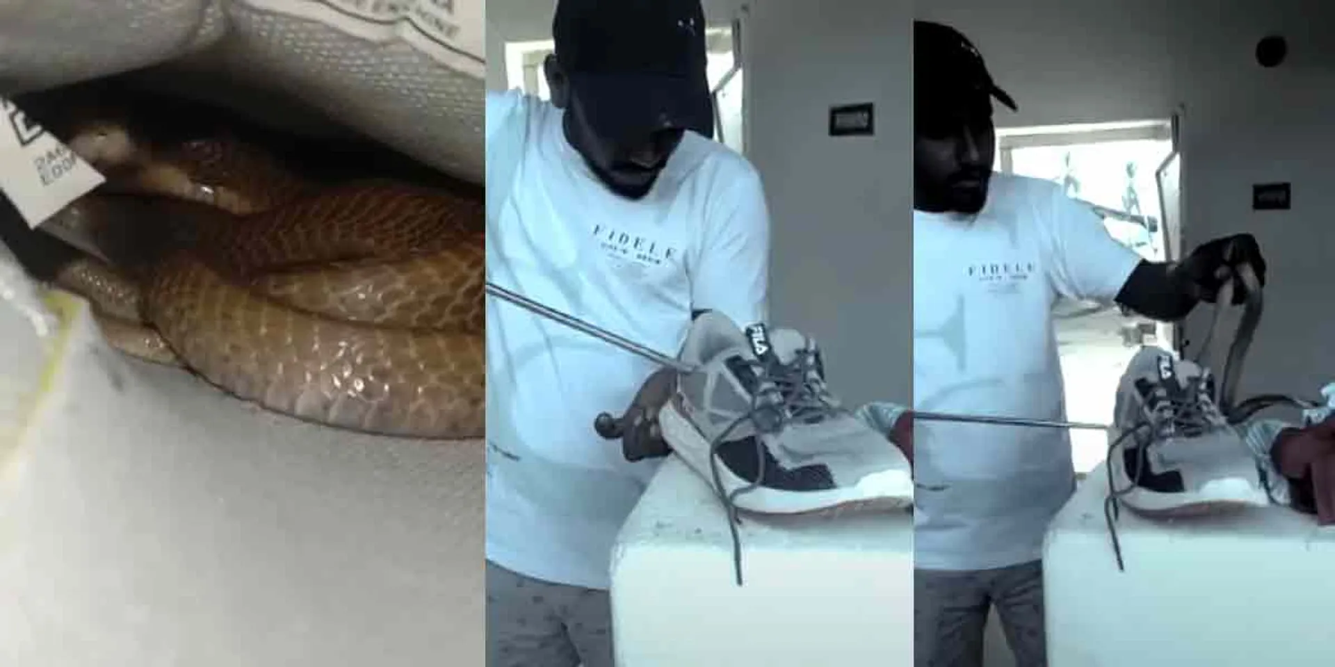 Snake in the shoe ... viral video to warn!