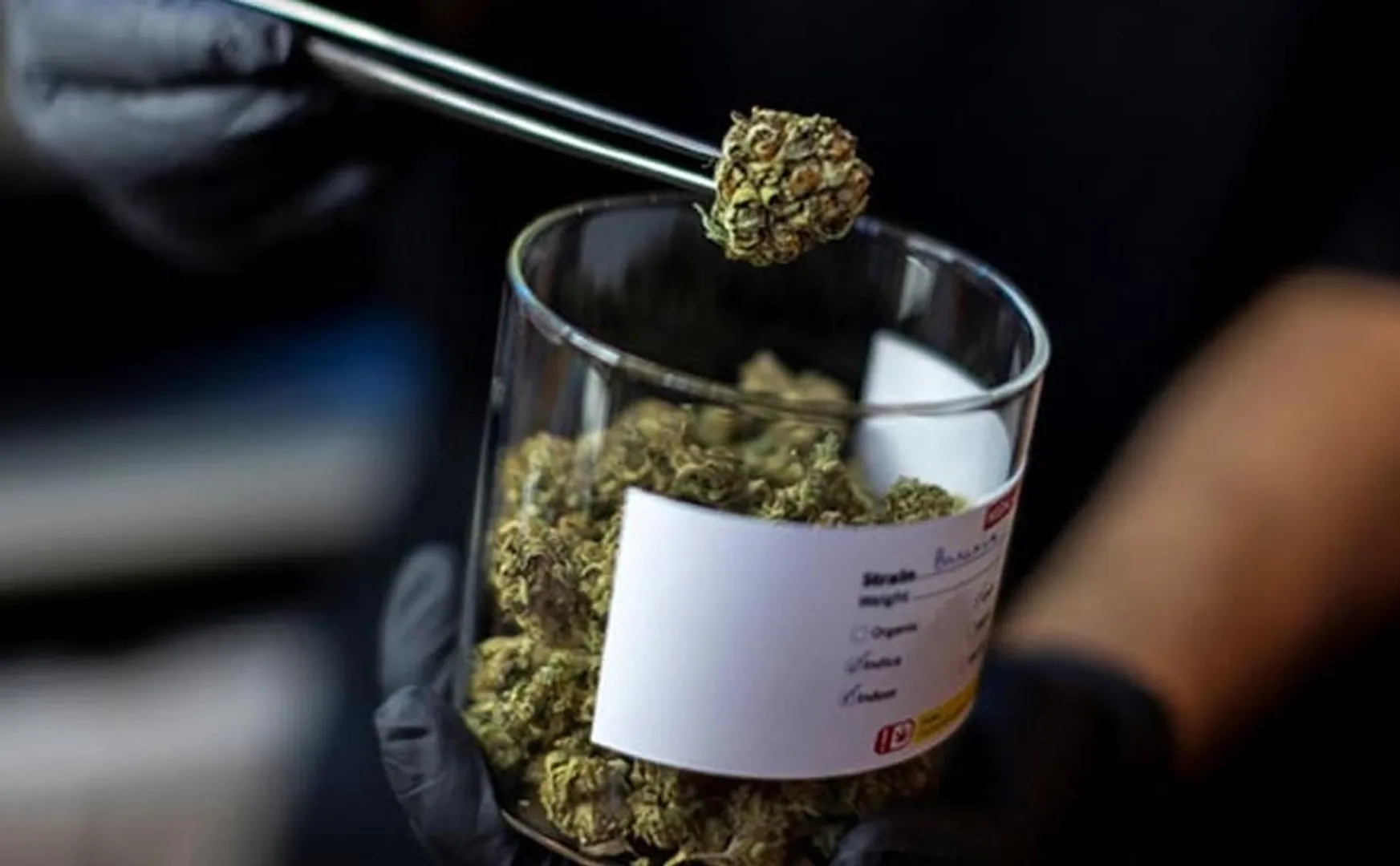 The first country in Asia to legalize cannabis!