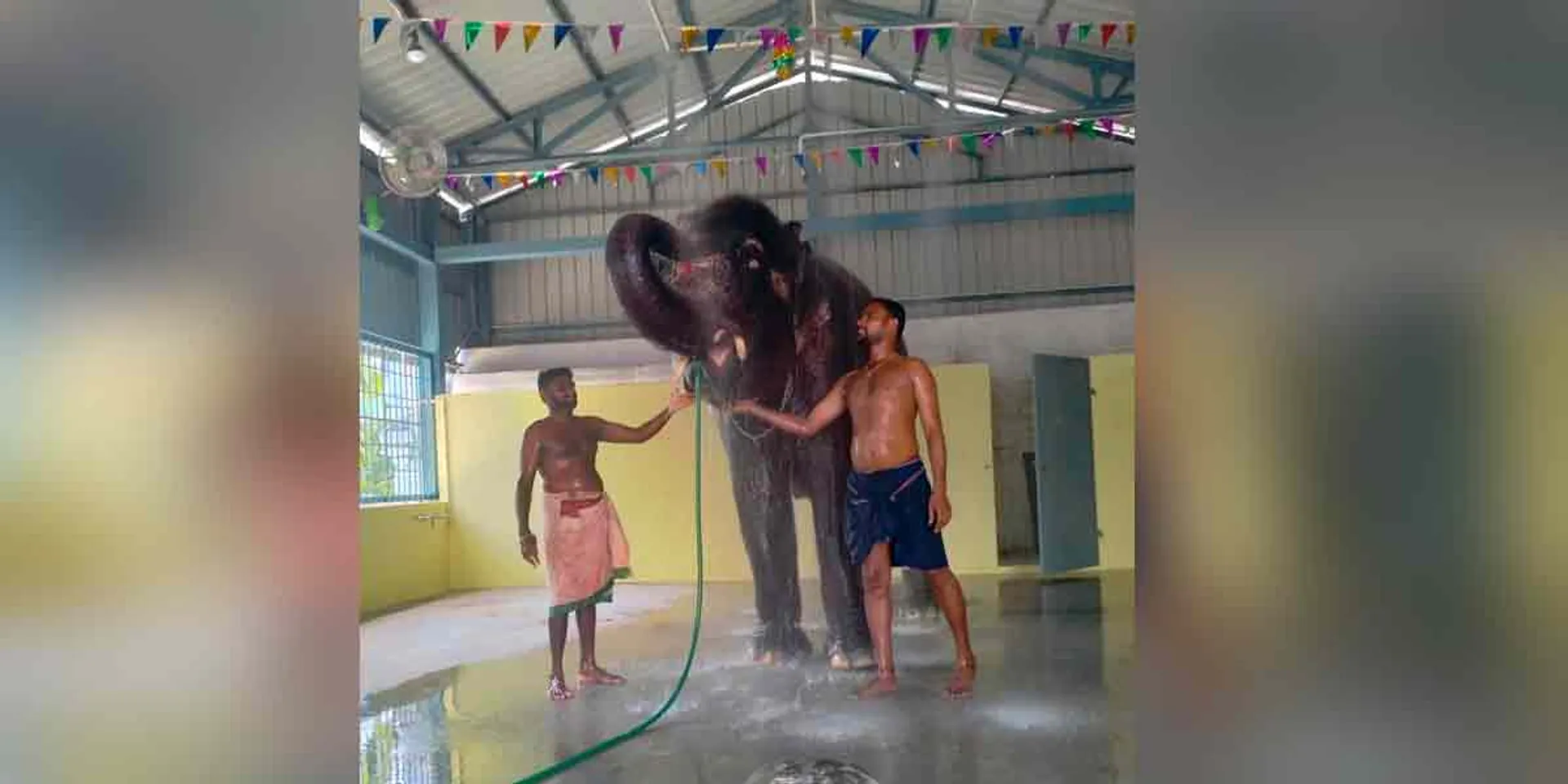 Andal temple female elephant in Kushi Mood by bath!
