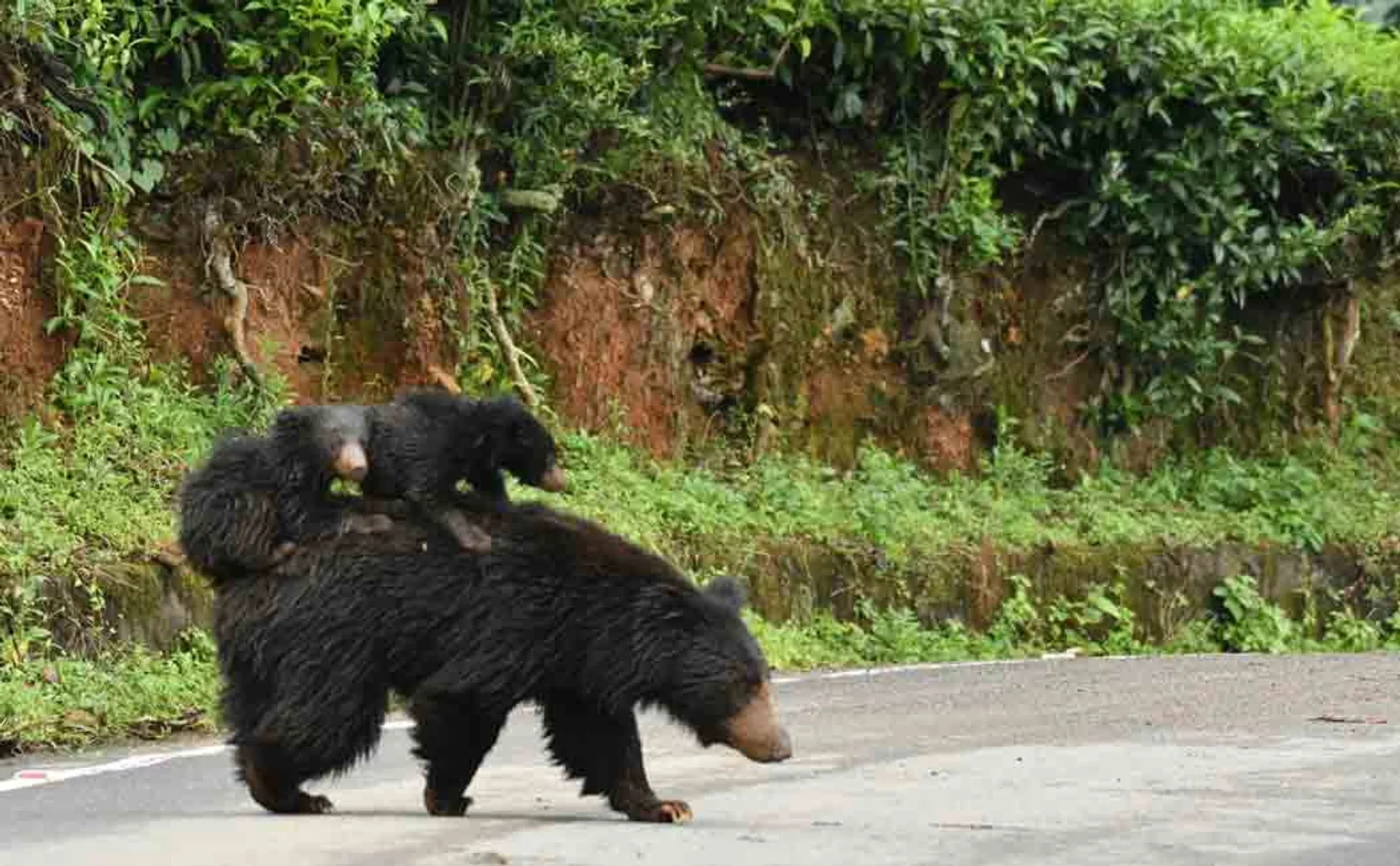 Bear and her Little bears viral video  