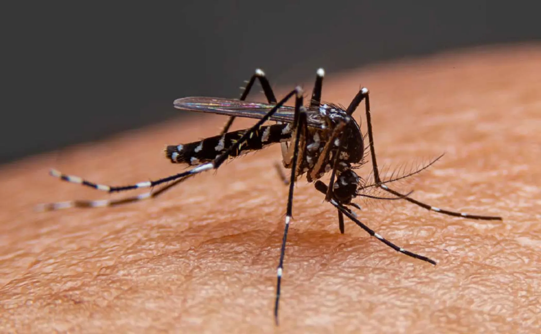 singapore to increase production of mosquitoes