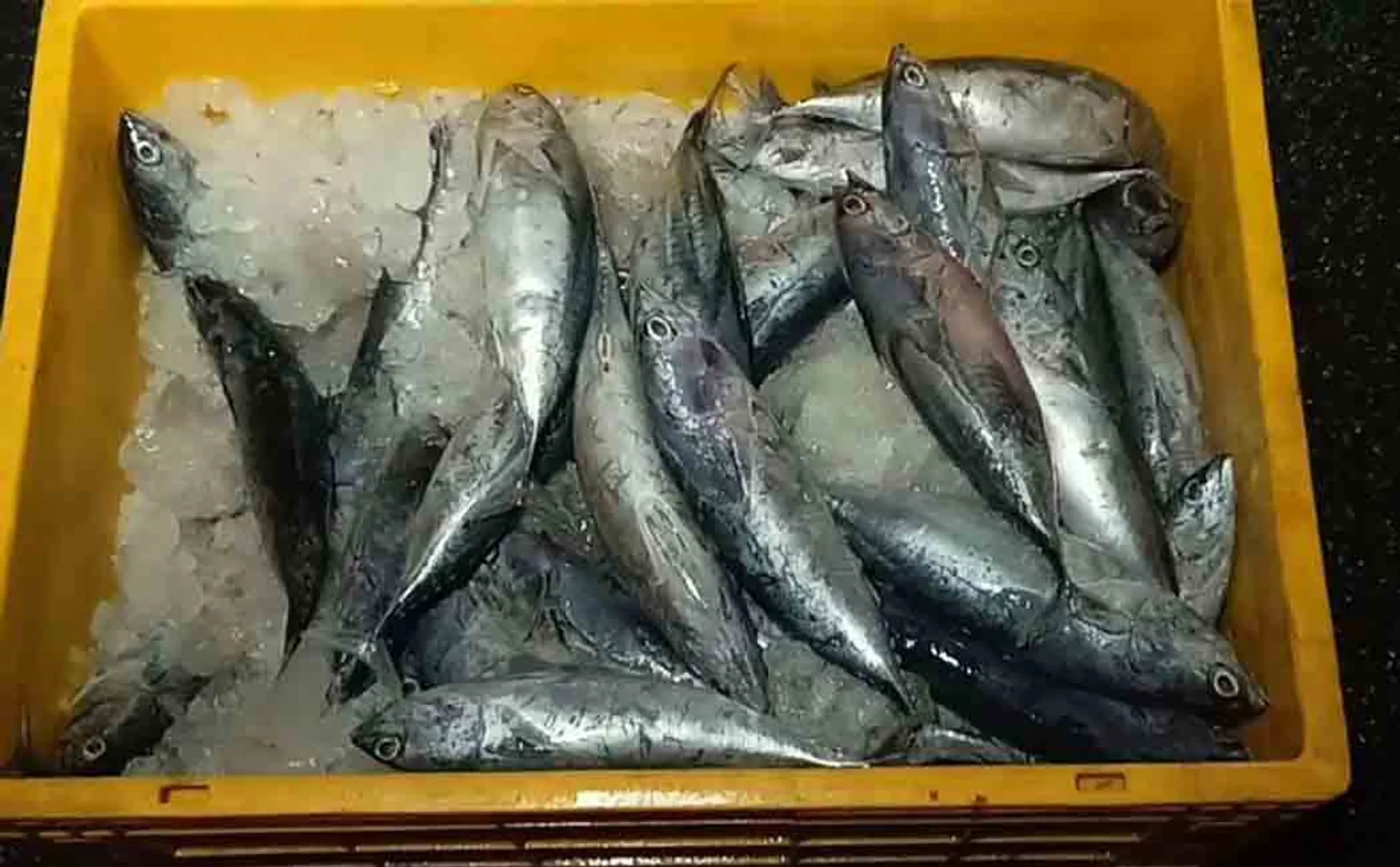 Kerala Food Department destroys 10 tonnes of fish