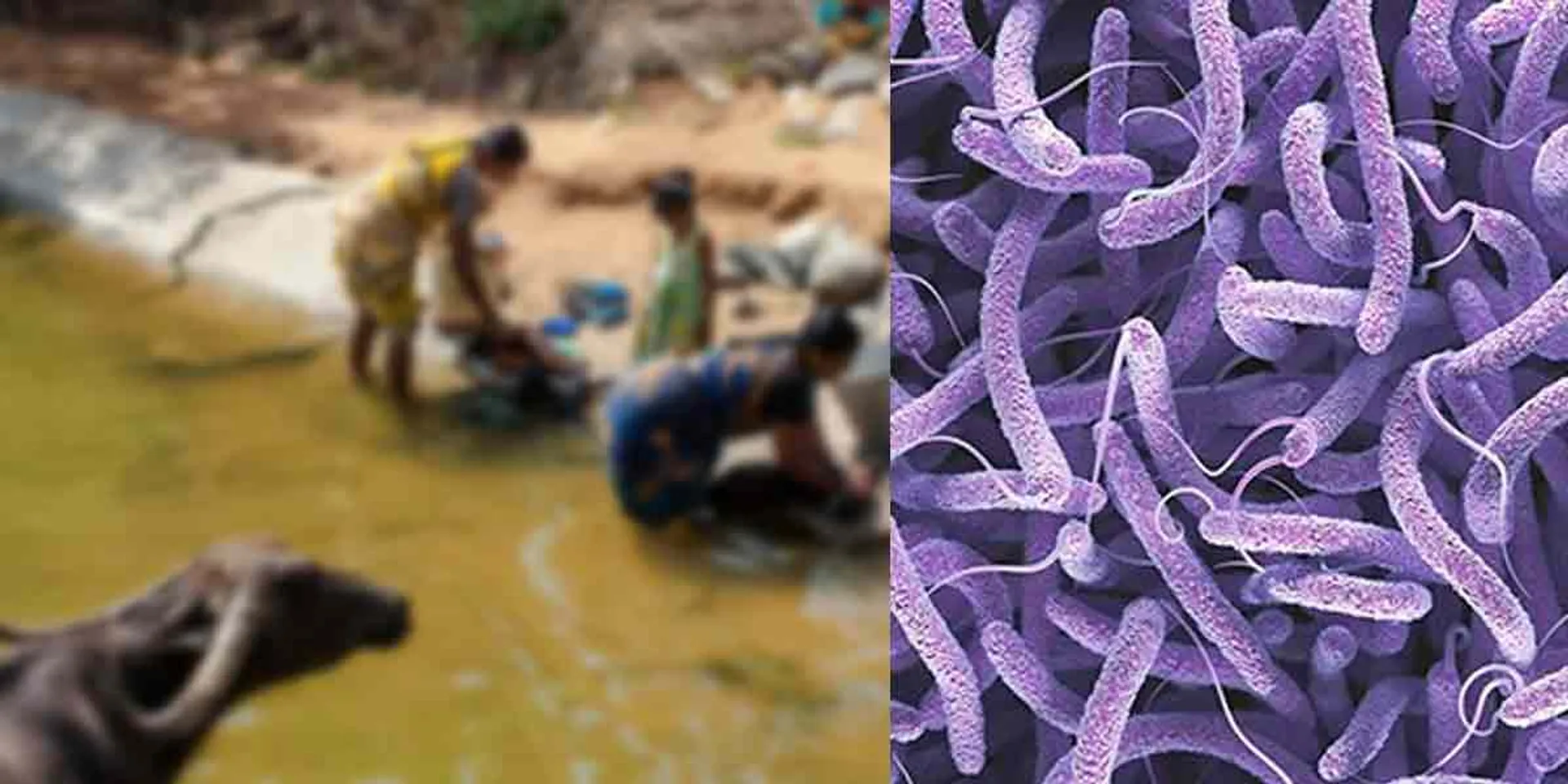 Cholera spread risk.... Restrictions imposed in Karaikal!