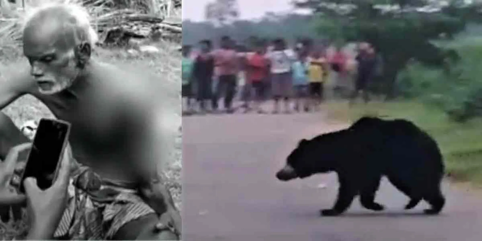  Elderly man injured in bear attack... Stirring in Tirupattur!
