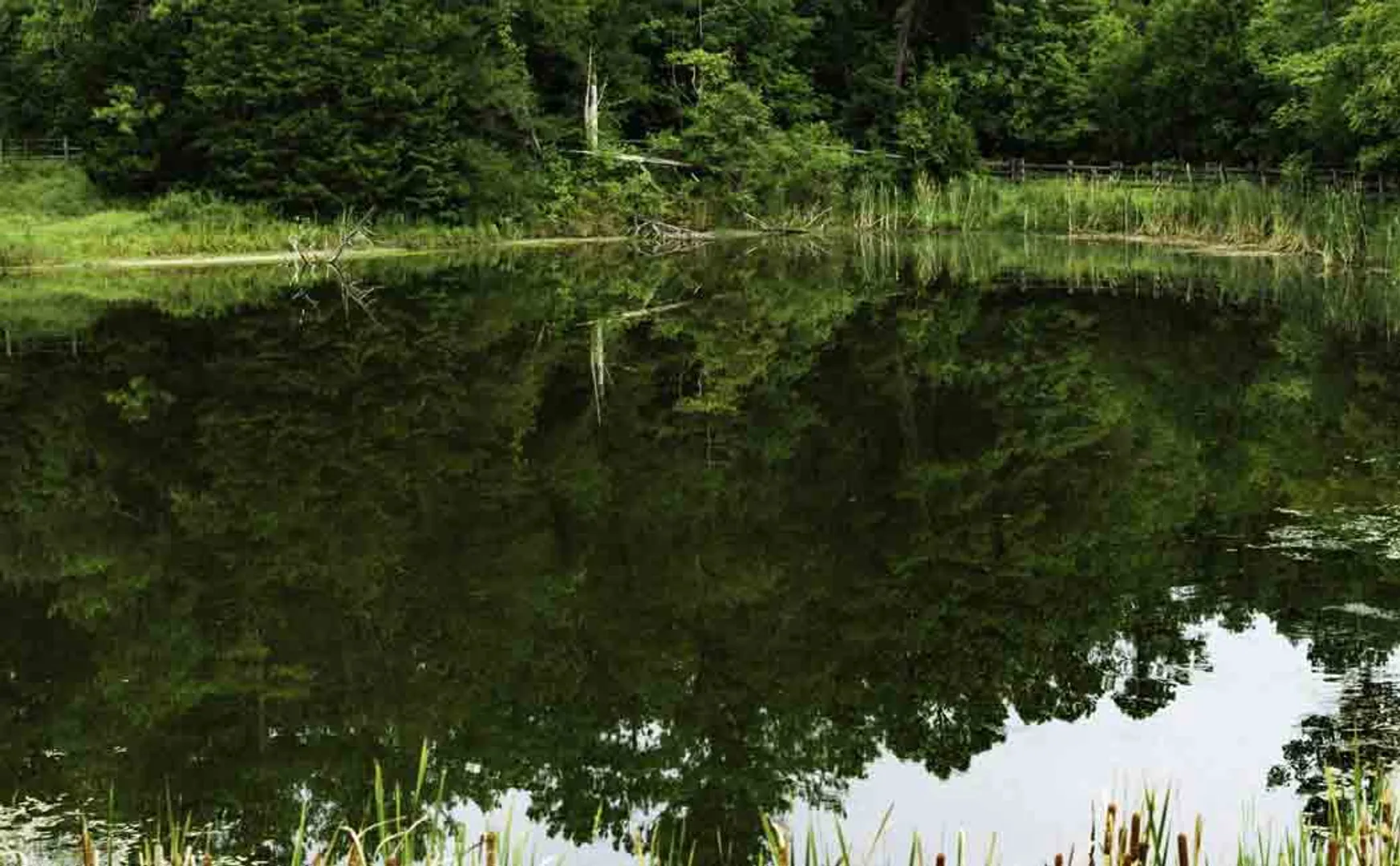 Two kids passed away in pond 