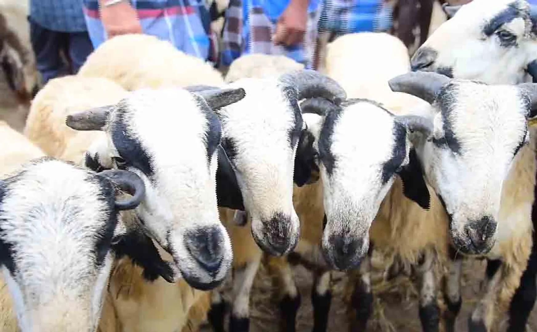 Goat Market! In three hours  . Selling for 4 crores!