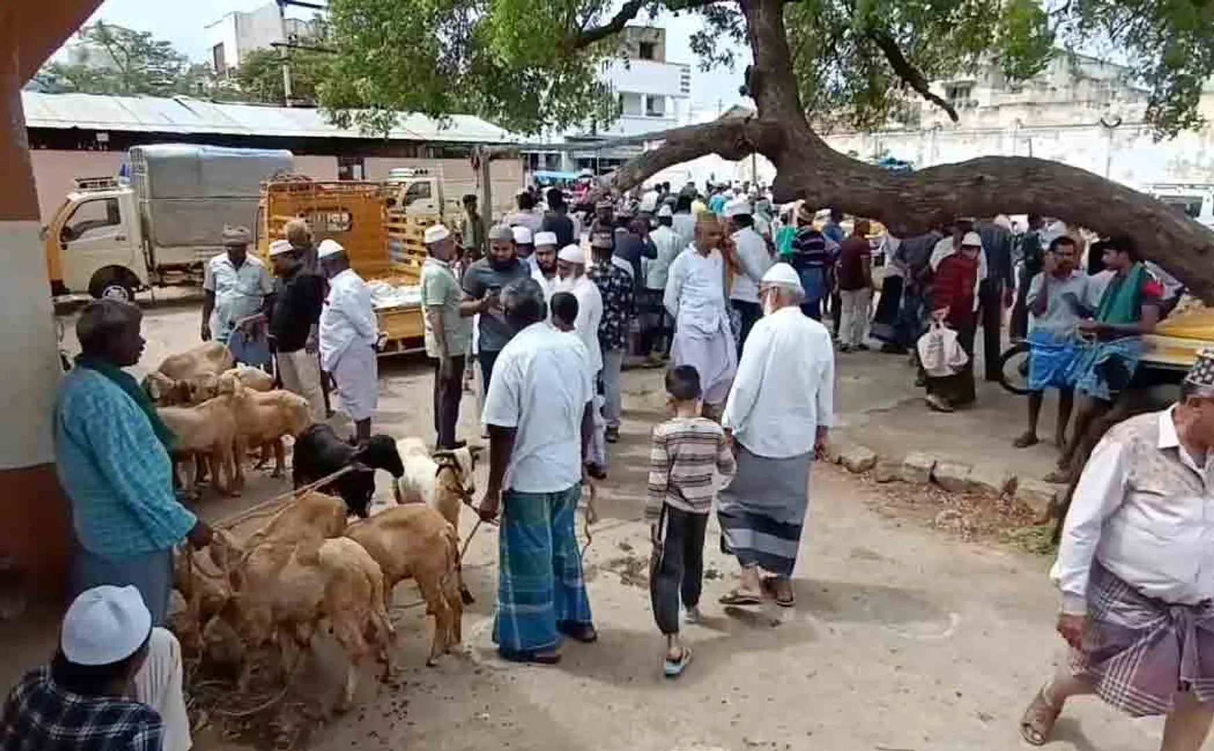 Bakrit festival;  Pallapatti Goat Market!
