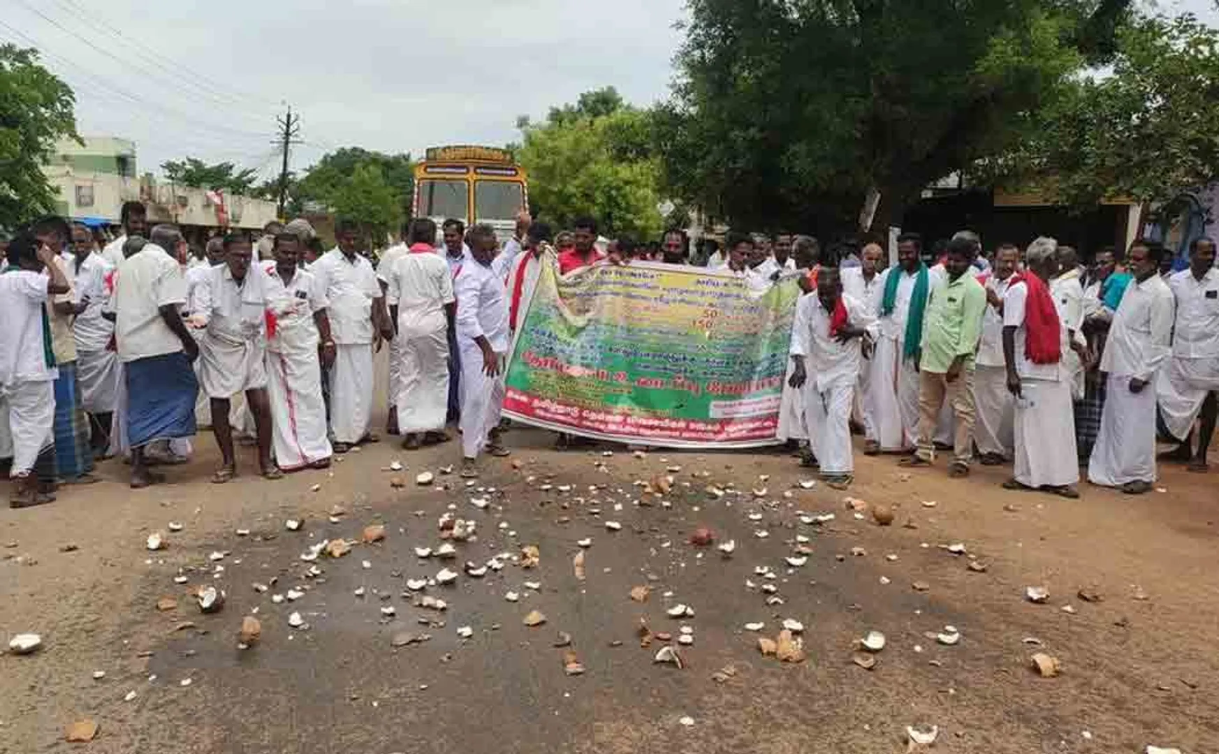 Farmers struggle by breaking coconuts on the road!