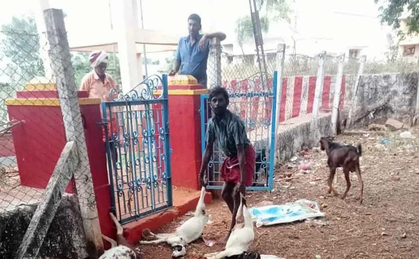 temple goats and dog incident peoples 