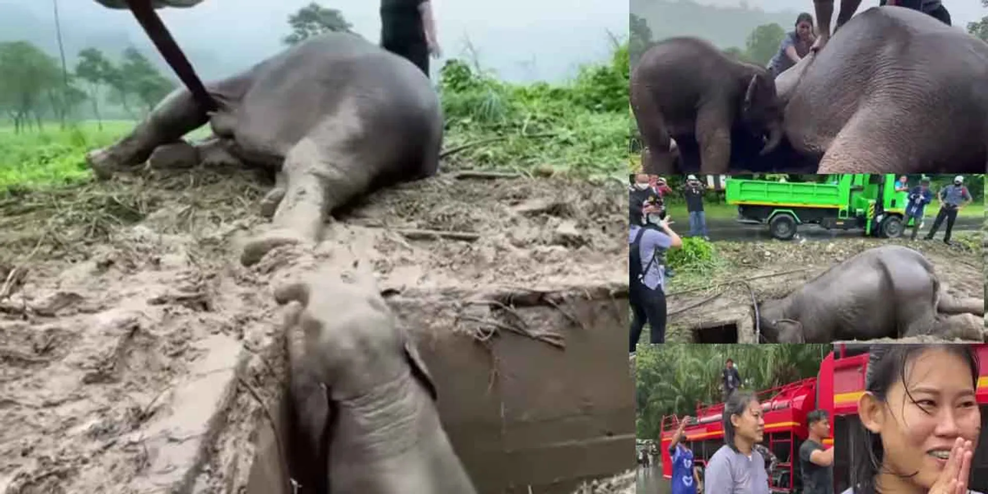 The mother elephant with heart failure... saved the baby elephant by shouting!