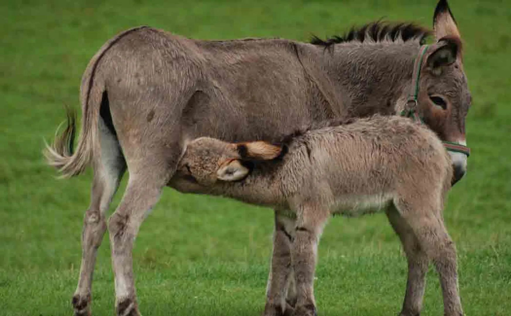 50 ml Donkey Milk Sales for 50 rupees!
