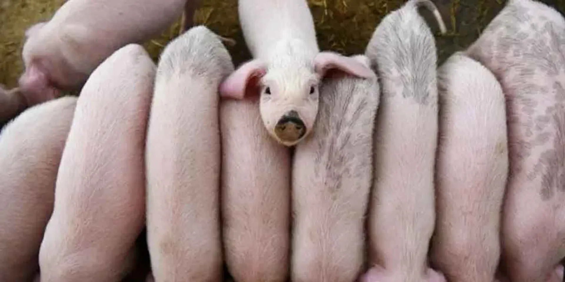  Ban on import of pigs... shock in Kerala!