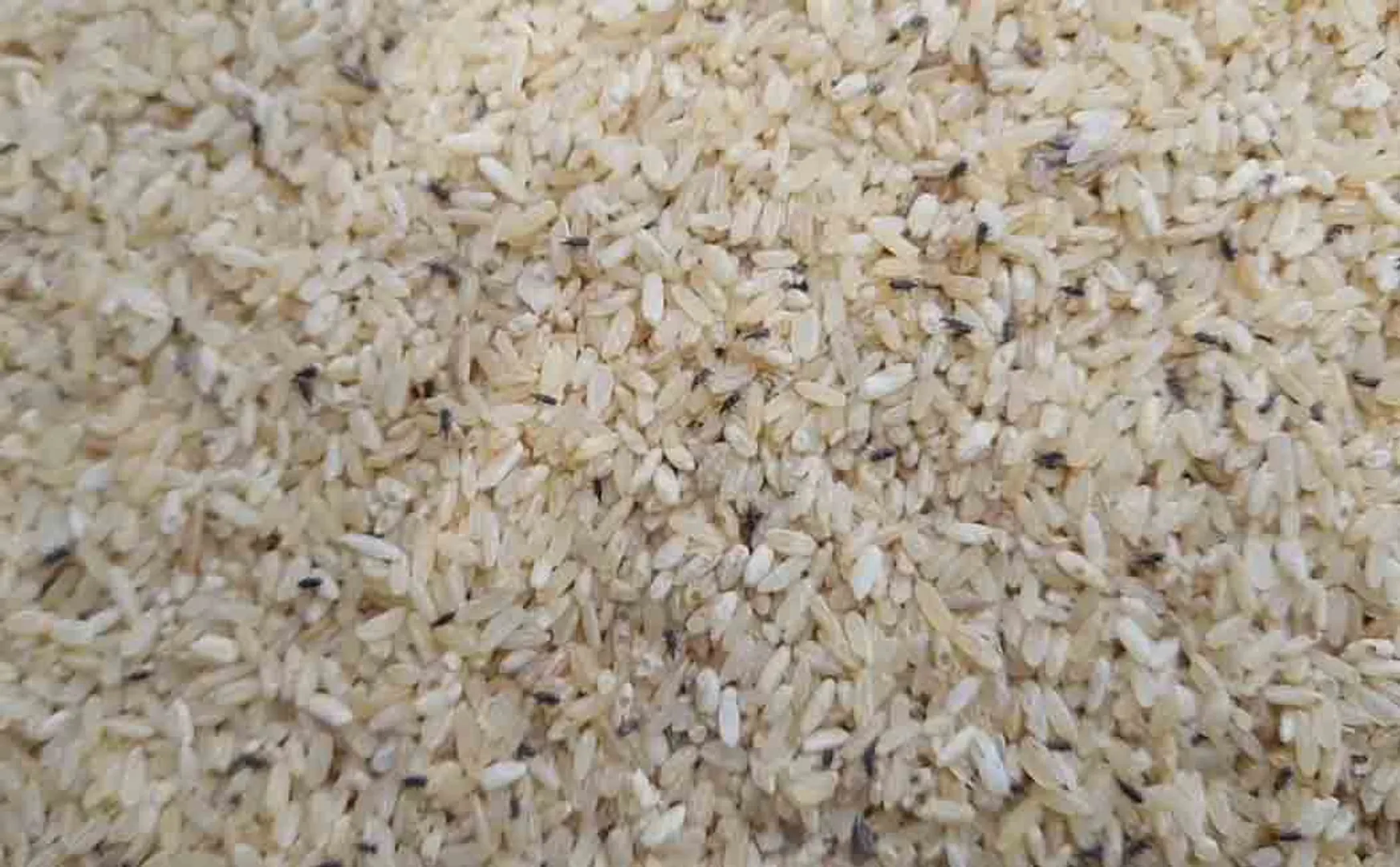 people struggle with Unconditional ration rice 