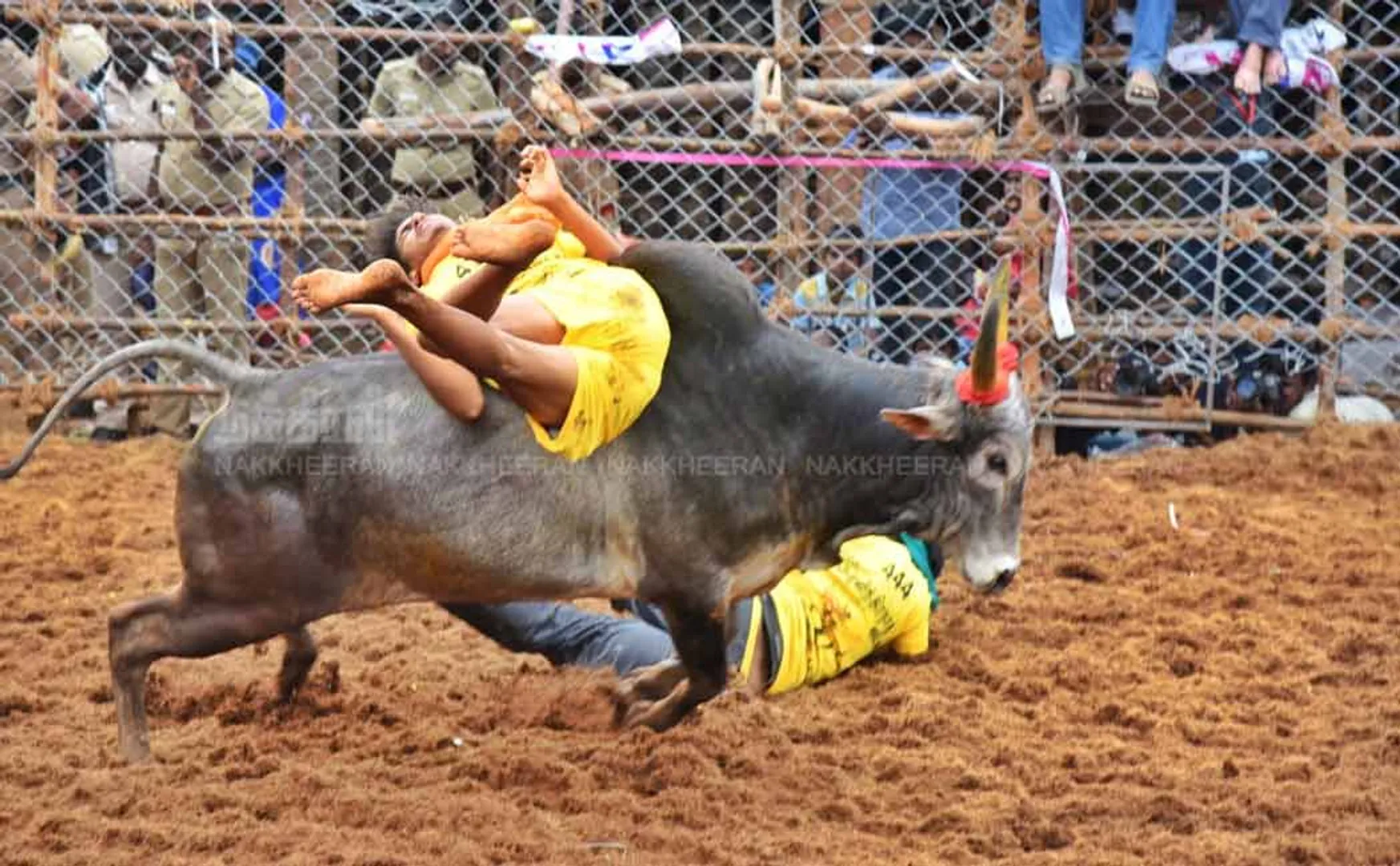 Canceled the contract for the construction of jallikattu arena!